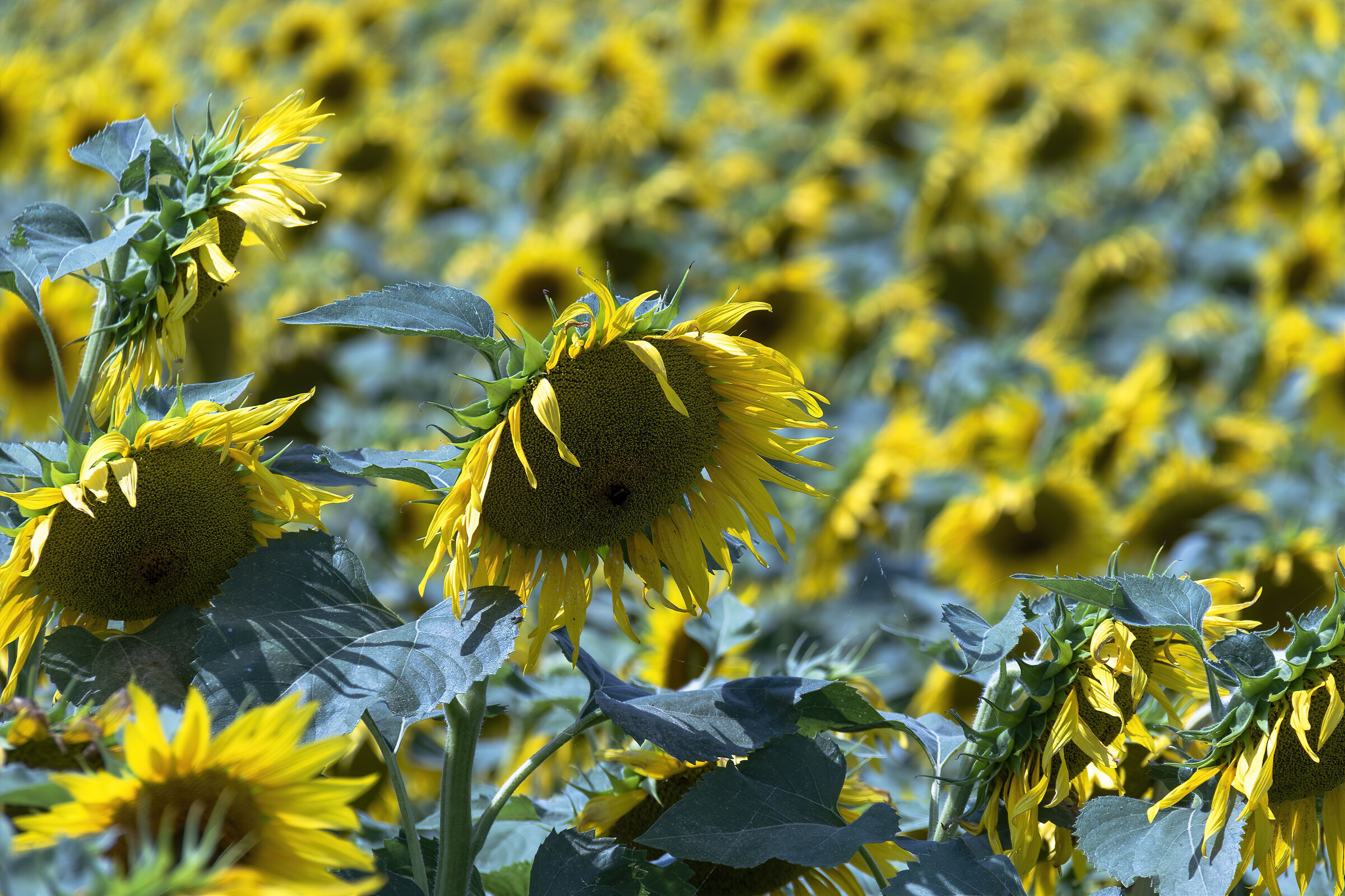 L'esercito dei gialli