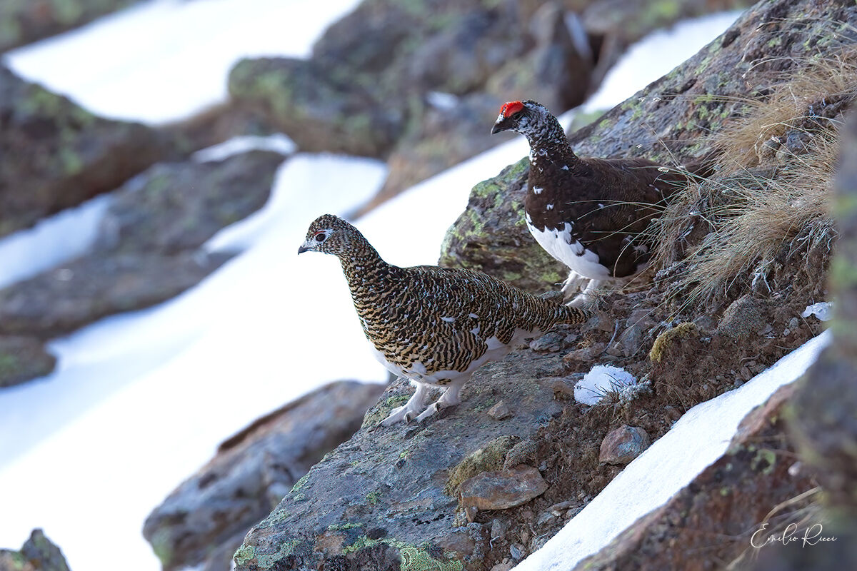 White partridges