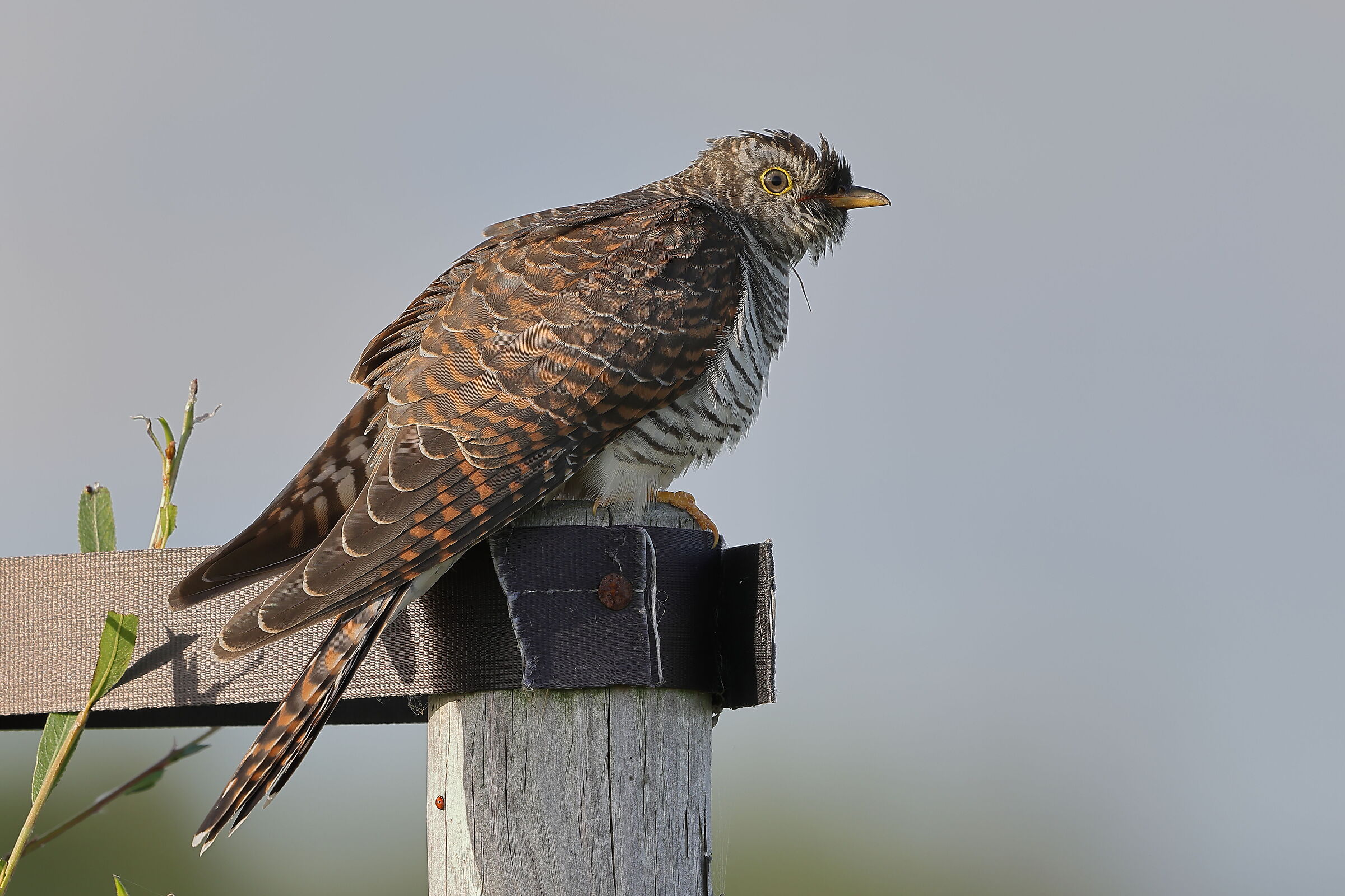 The Young Cuckoo