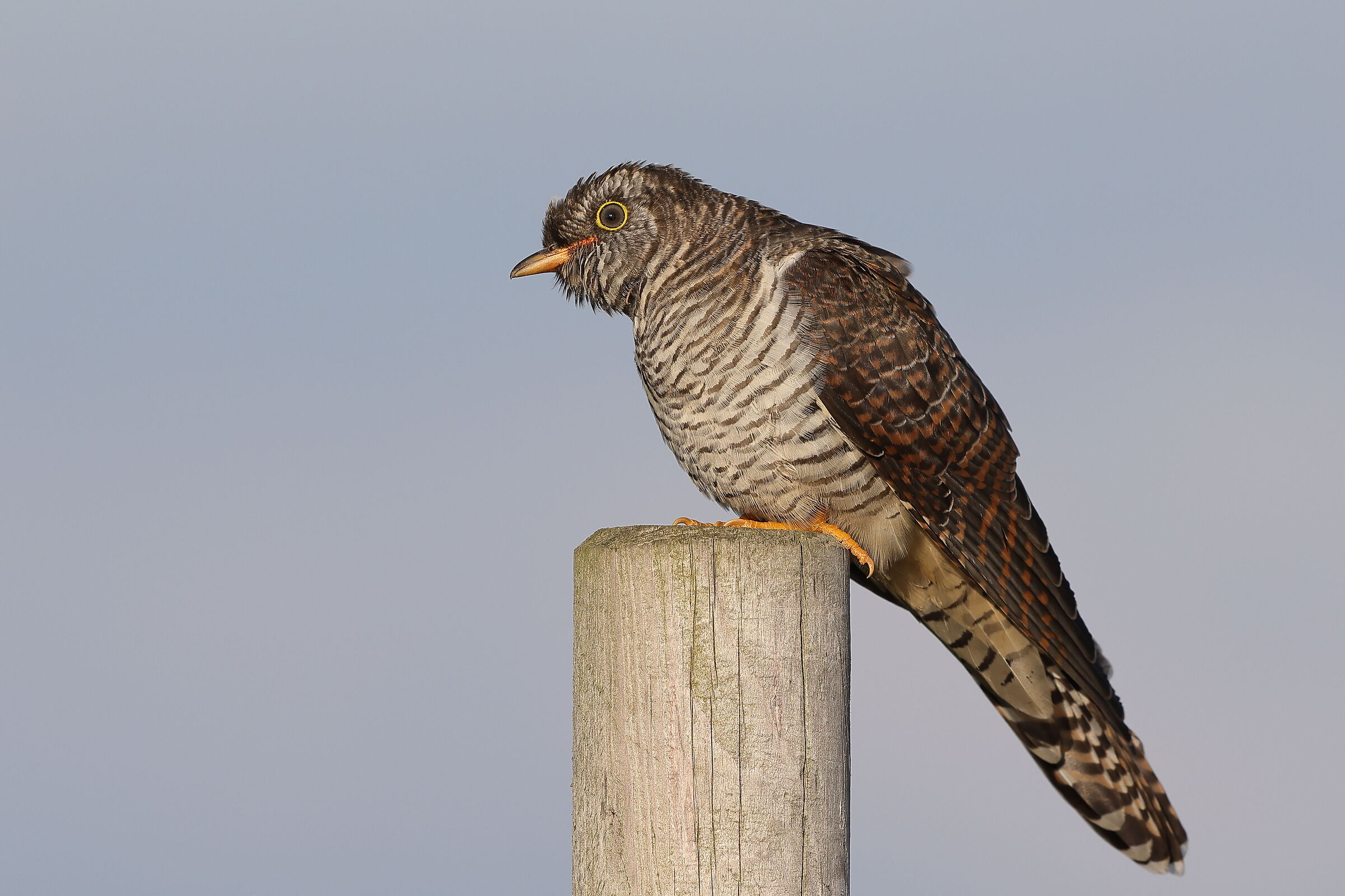 The Young Cuckoo