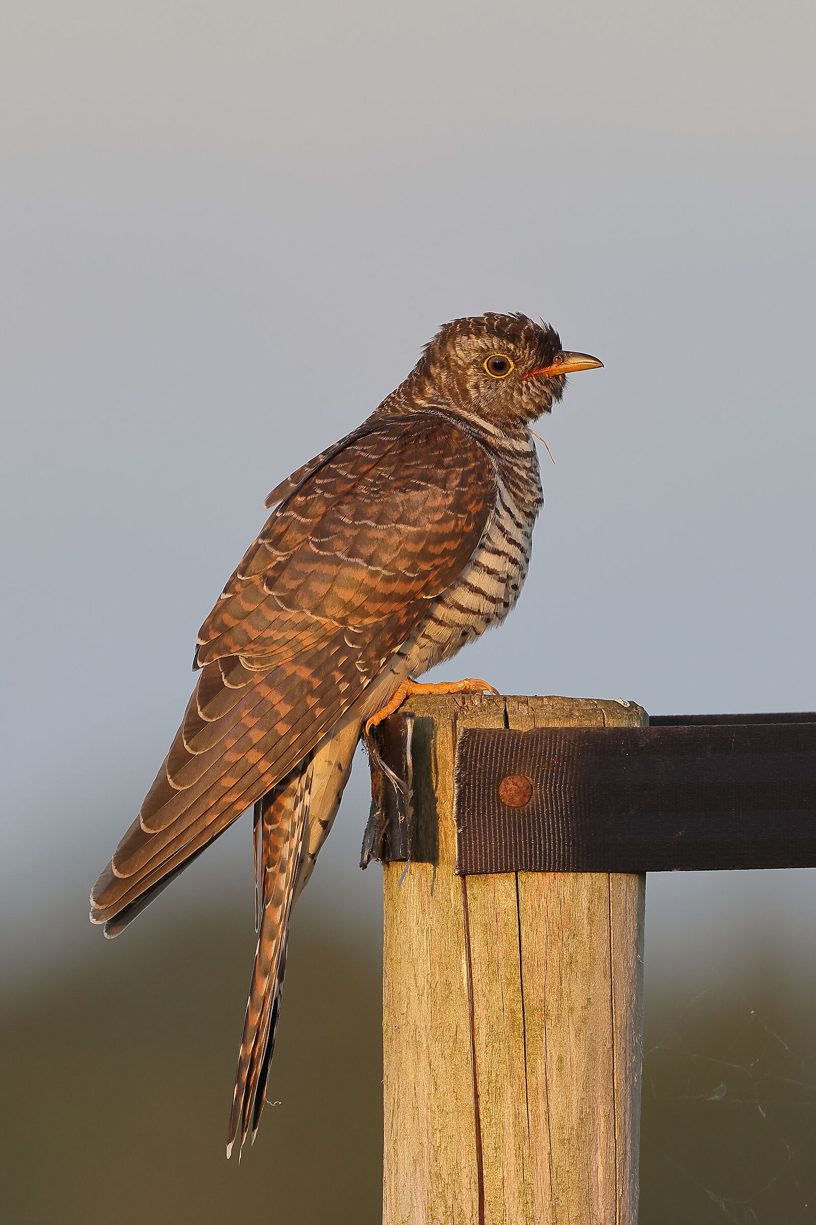Ultimi bagliori del crepuscolo