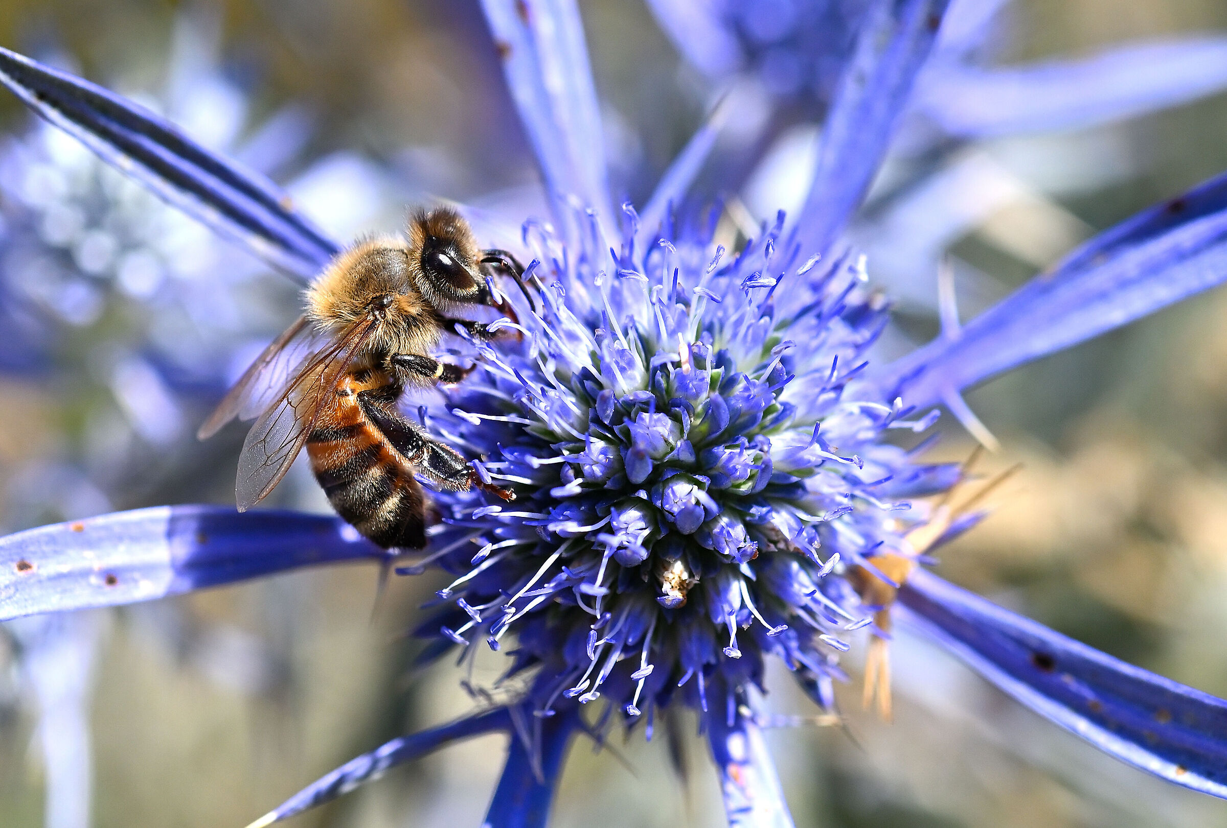Bee and a blue flower
