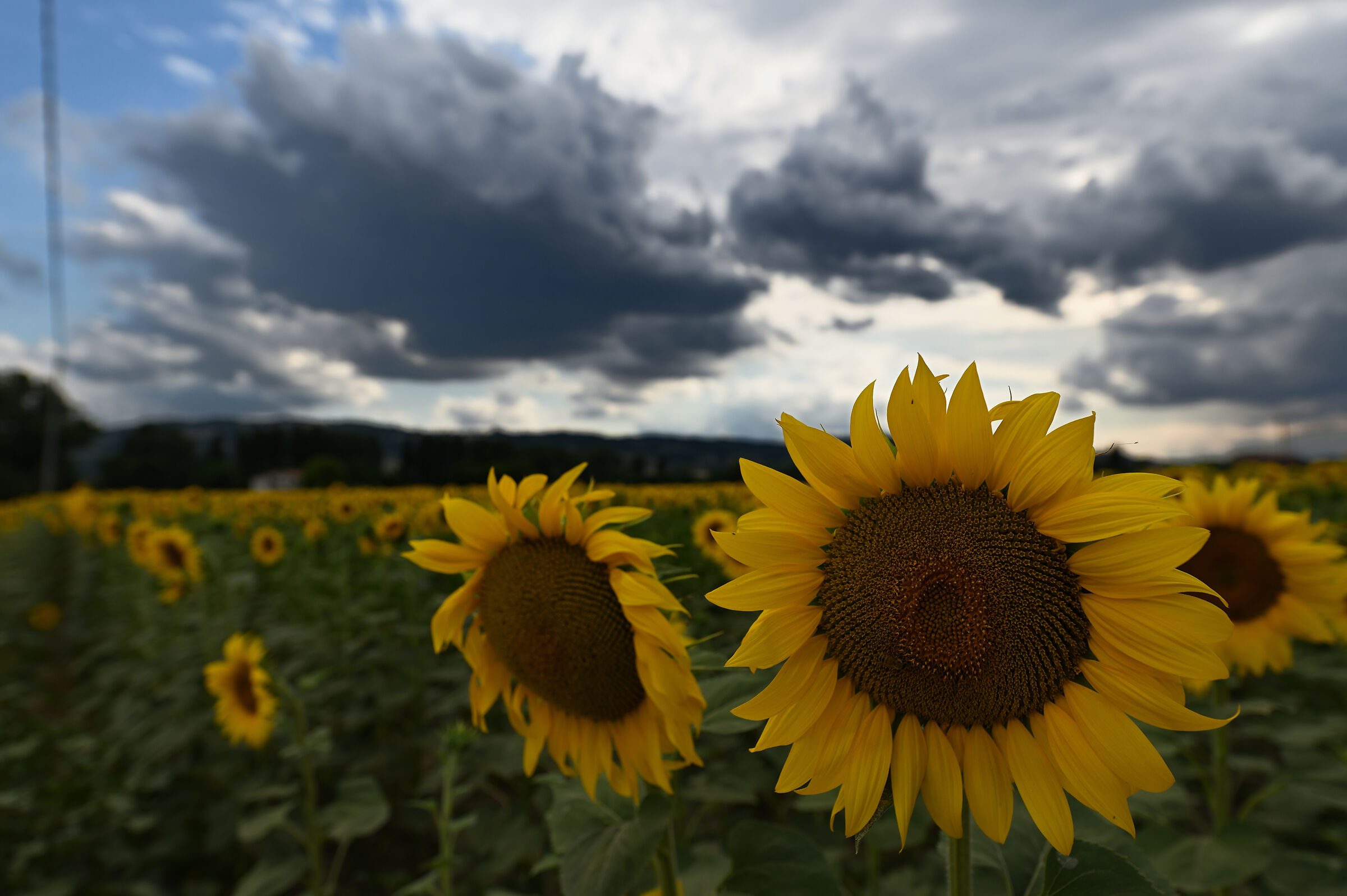 Sunflowers and clouds