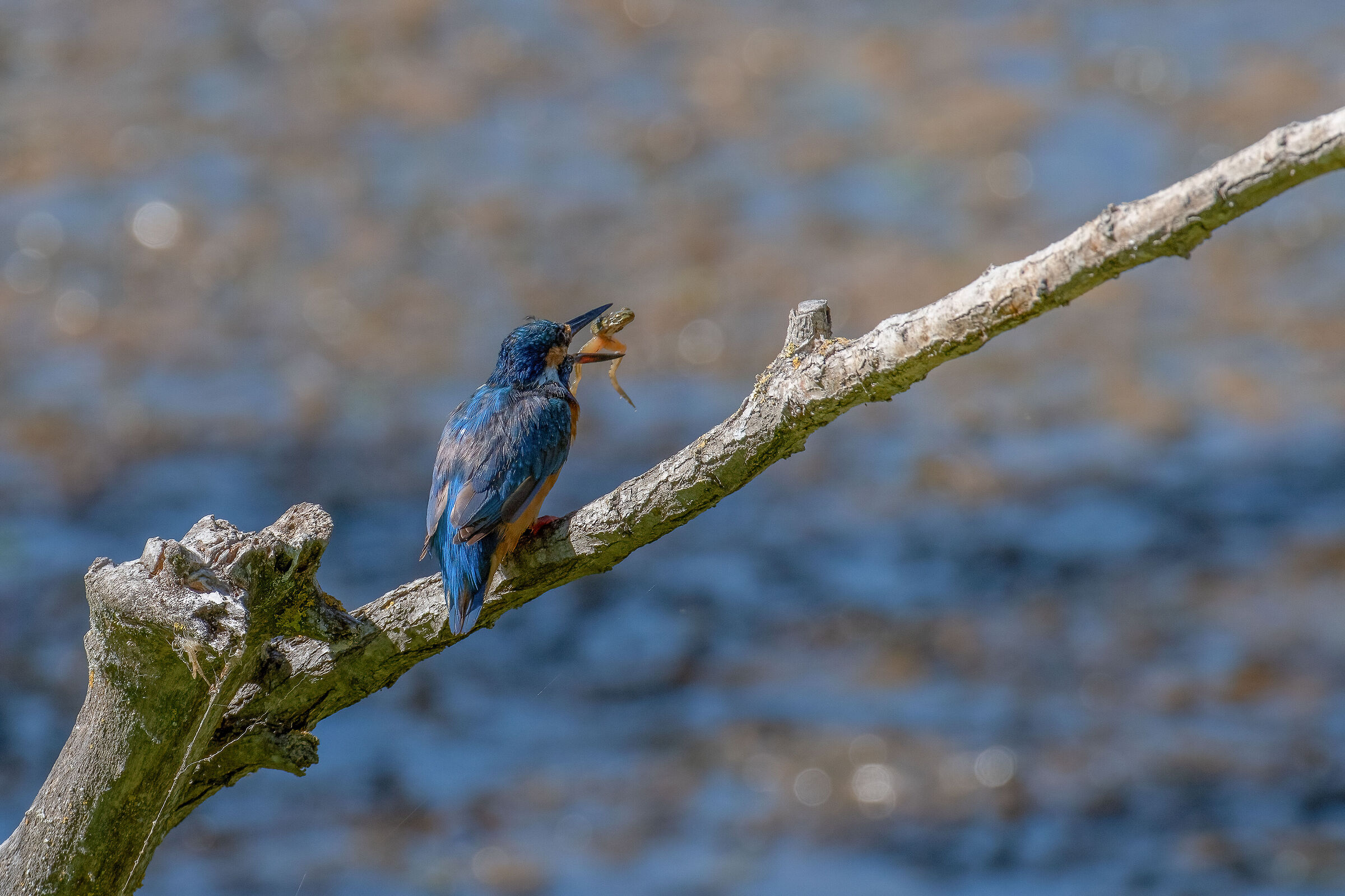 Martin with prey