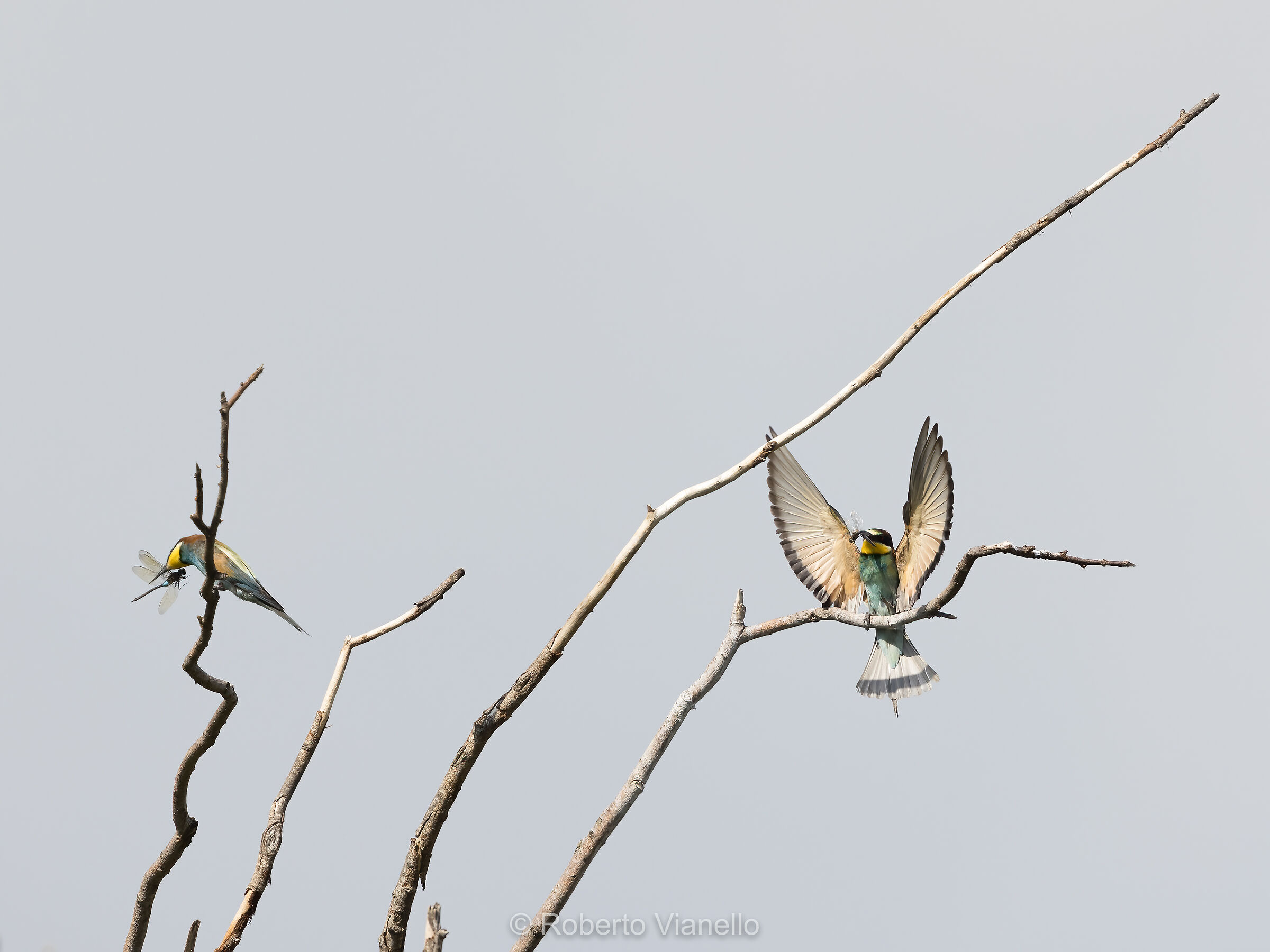 Gruccioni (Merops apiaster)