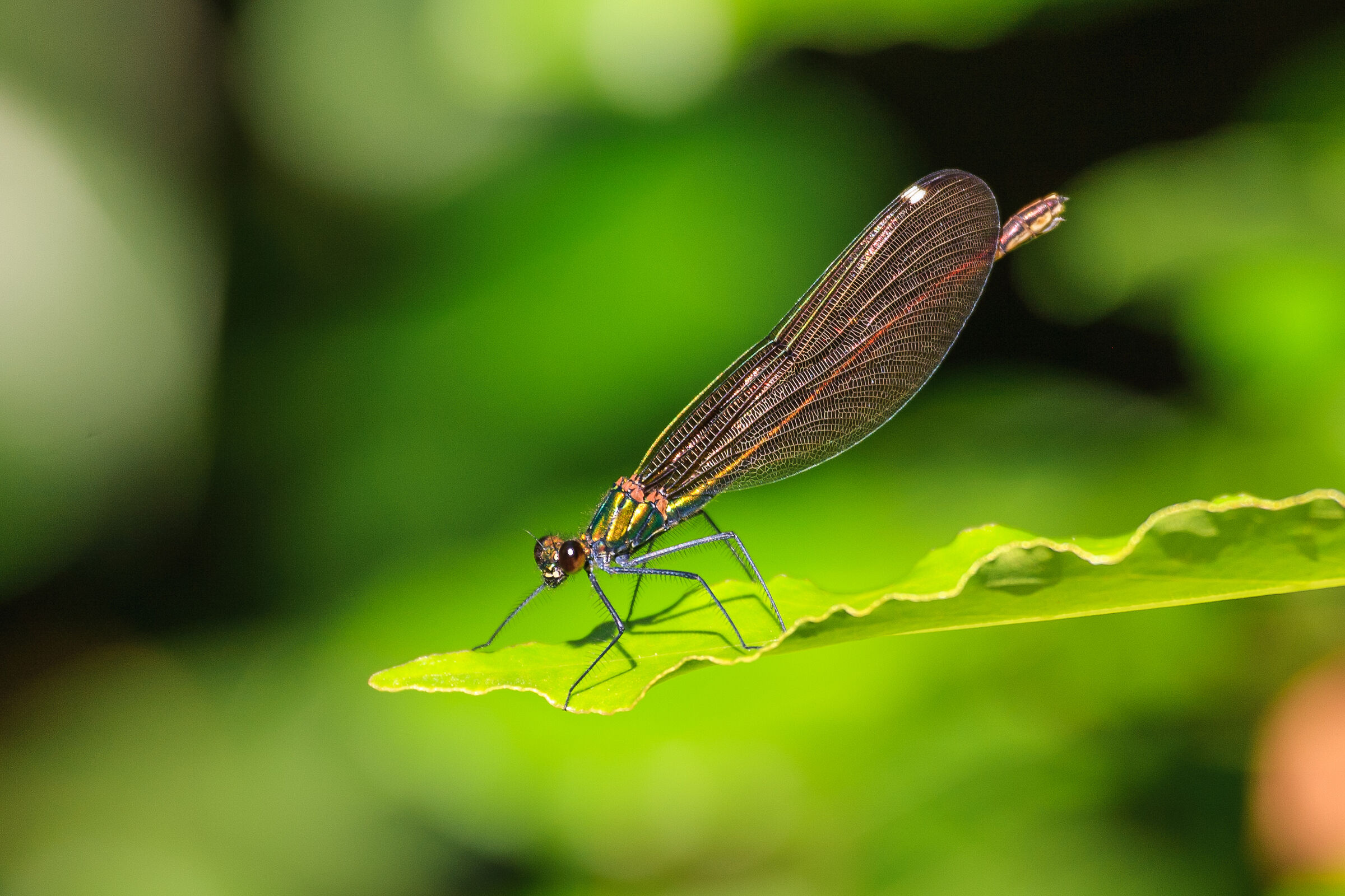 Incontri ravvicinati con la 5D