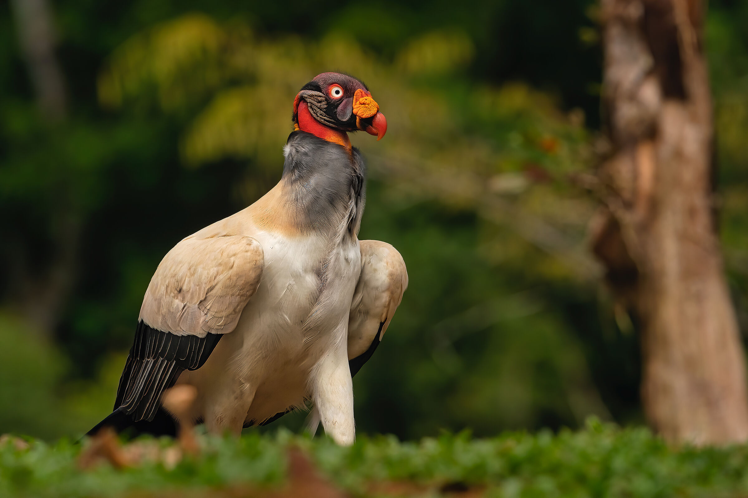 Il re degli avvoltoi