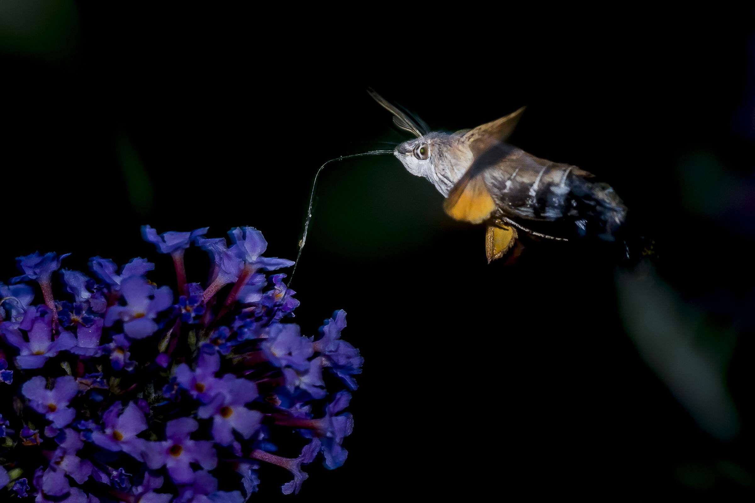 Visitatore serale II.