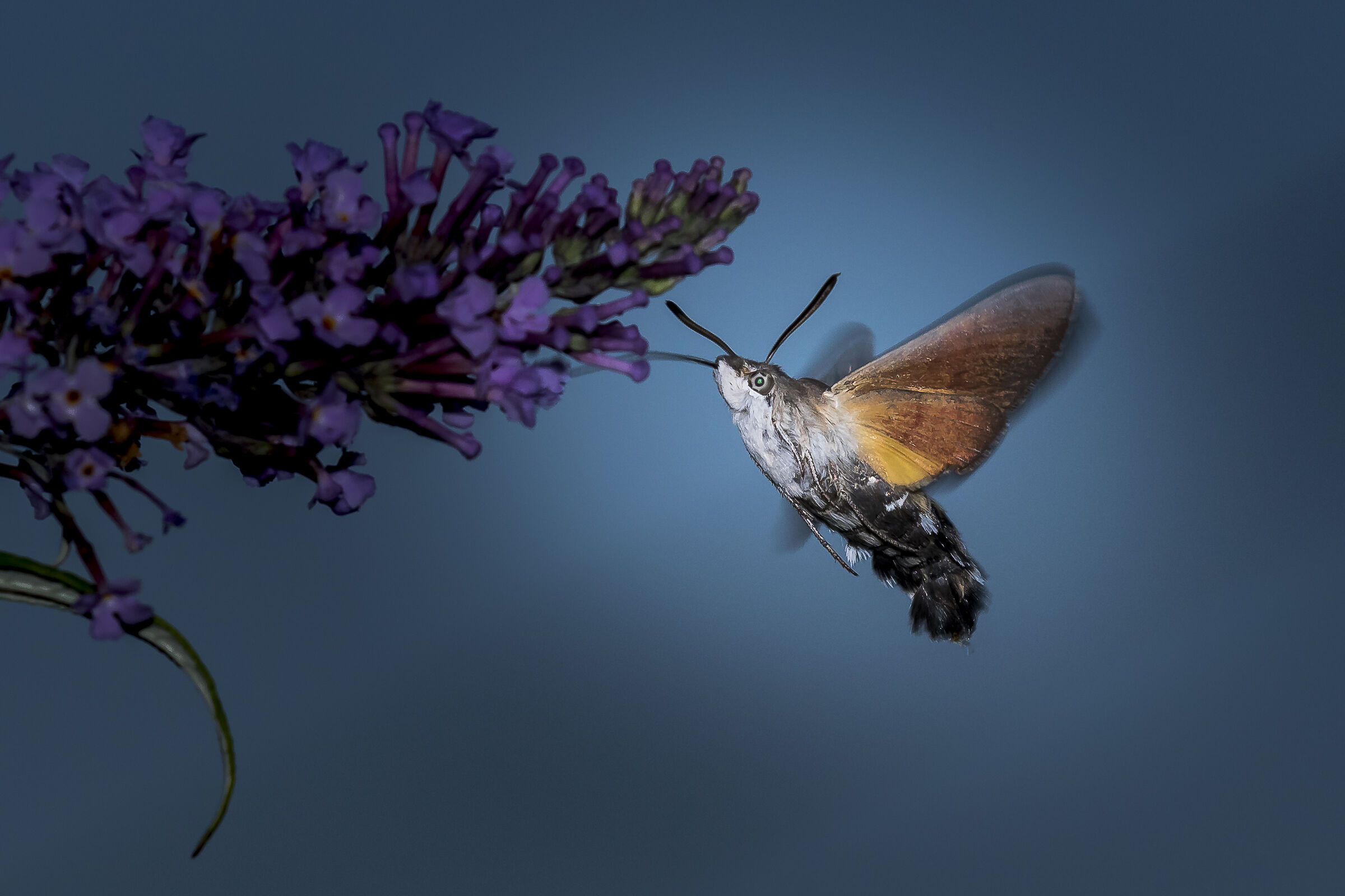 Visitatore serale I.