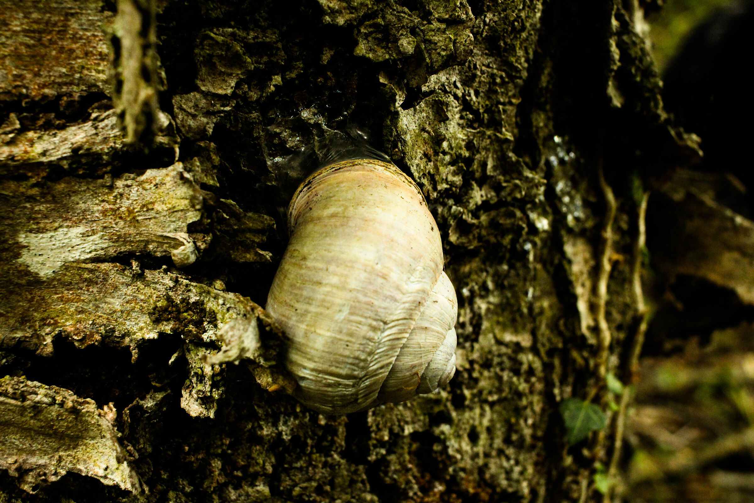 Chiocciola nella foresta