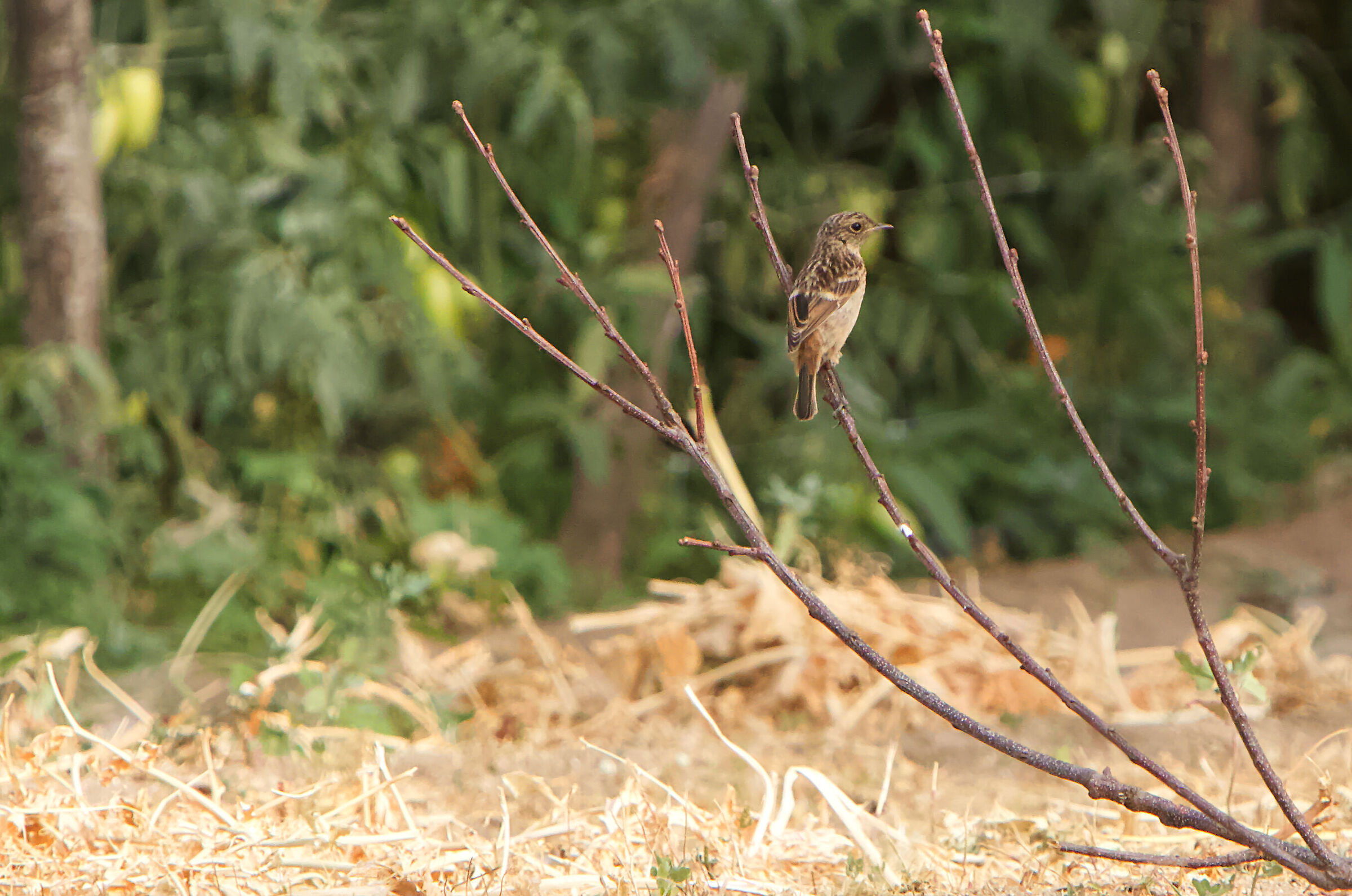 Female or young saltimpalo