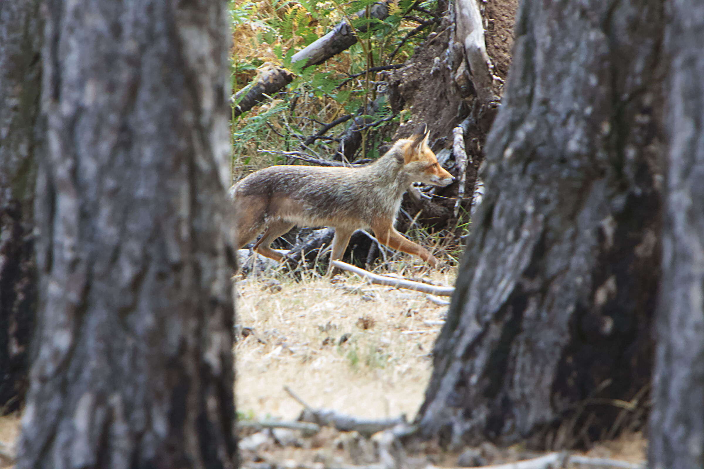 fox