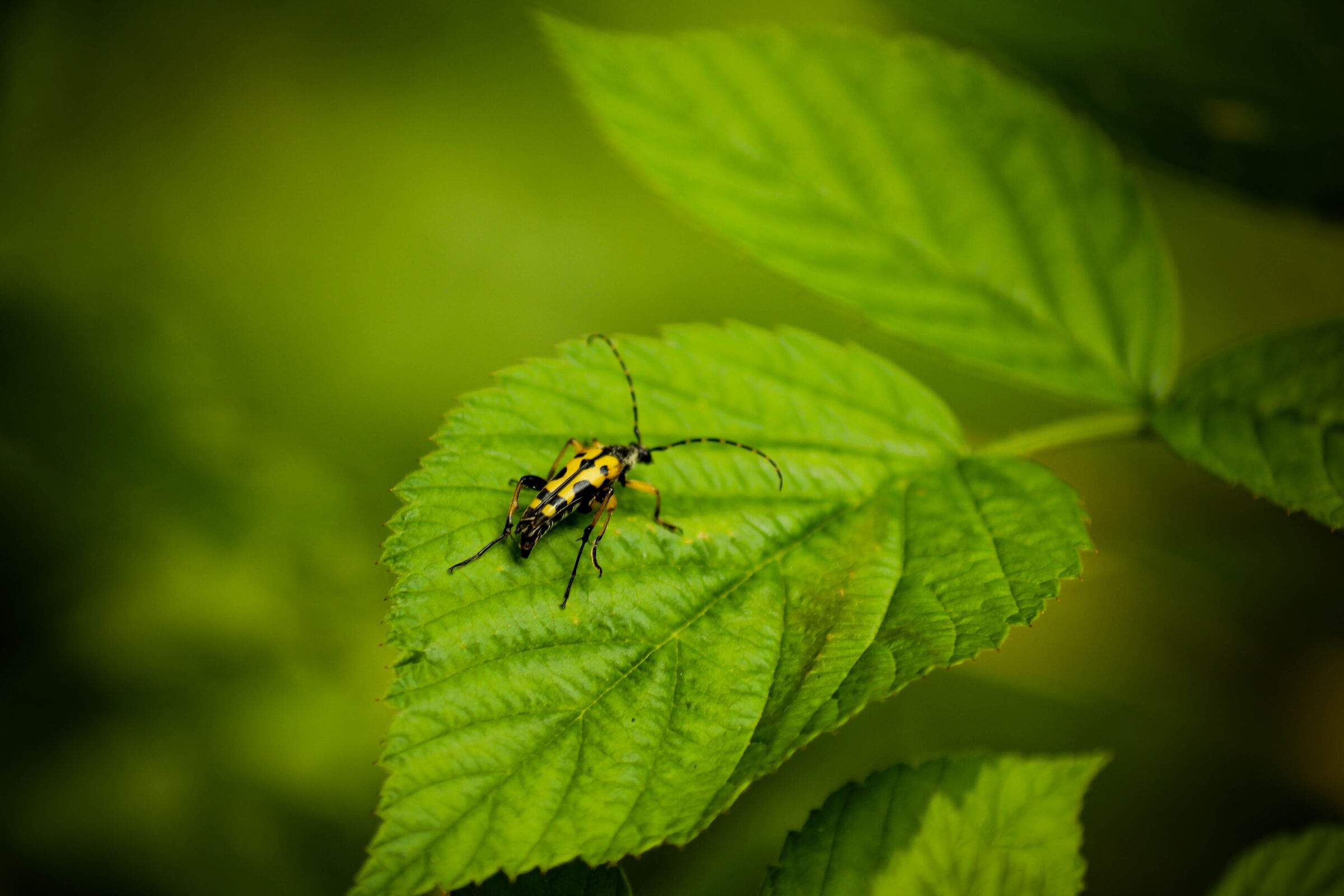 Insetto non identificato