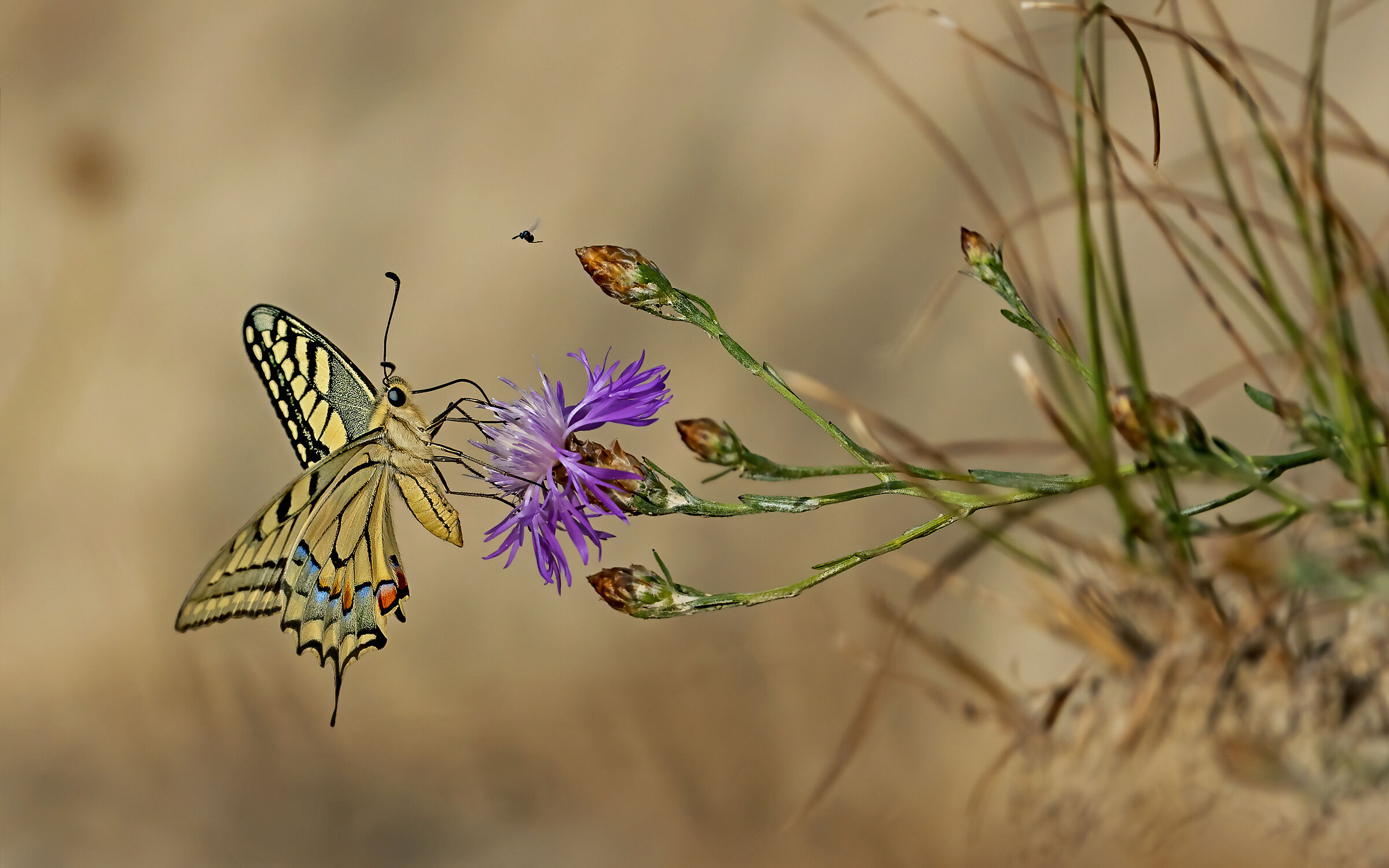 swallowtail