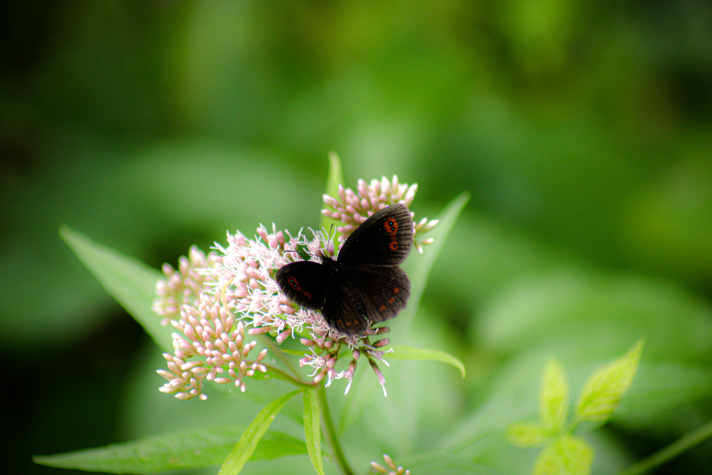 Farfalla nera su fiore rosa