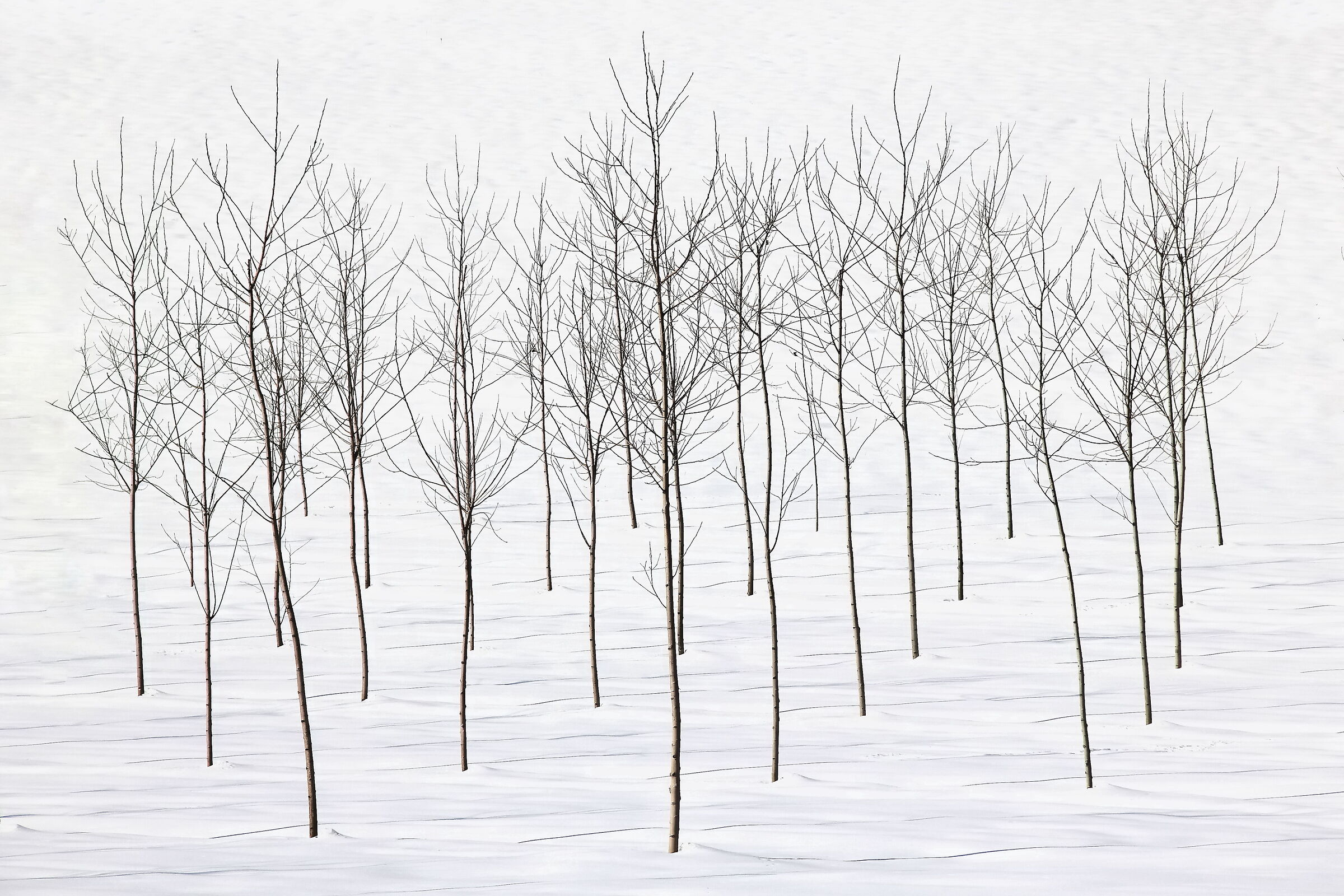 La falange disarmata