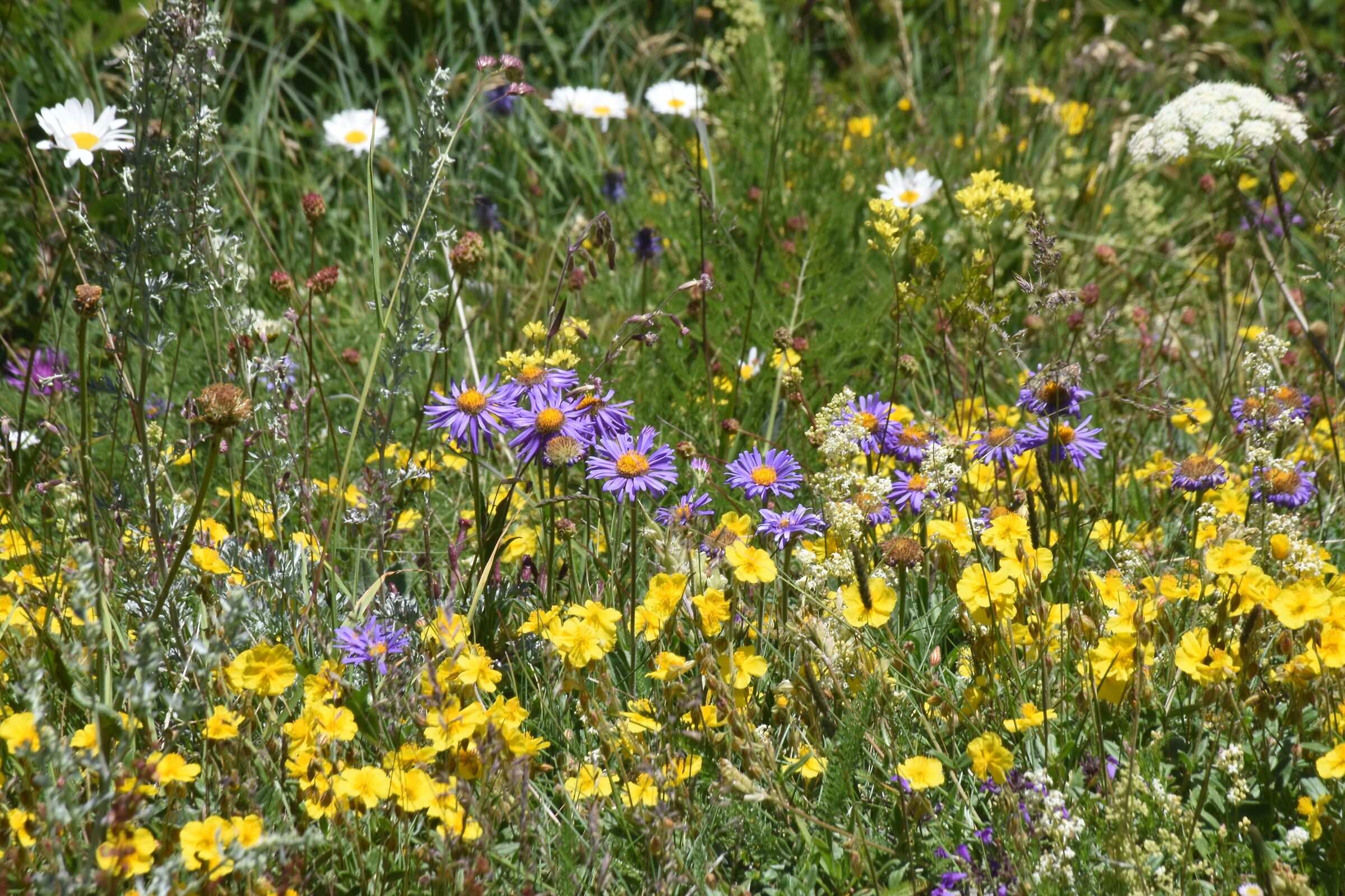 WILD FLOWERS