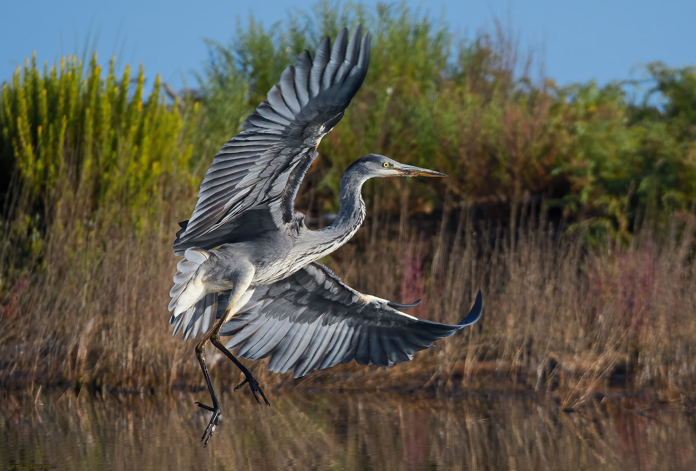 Gray Heron (Ardea Cinerea)