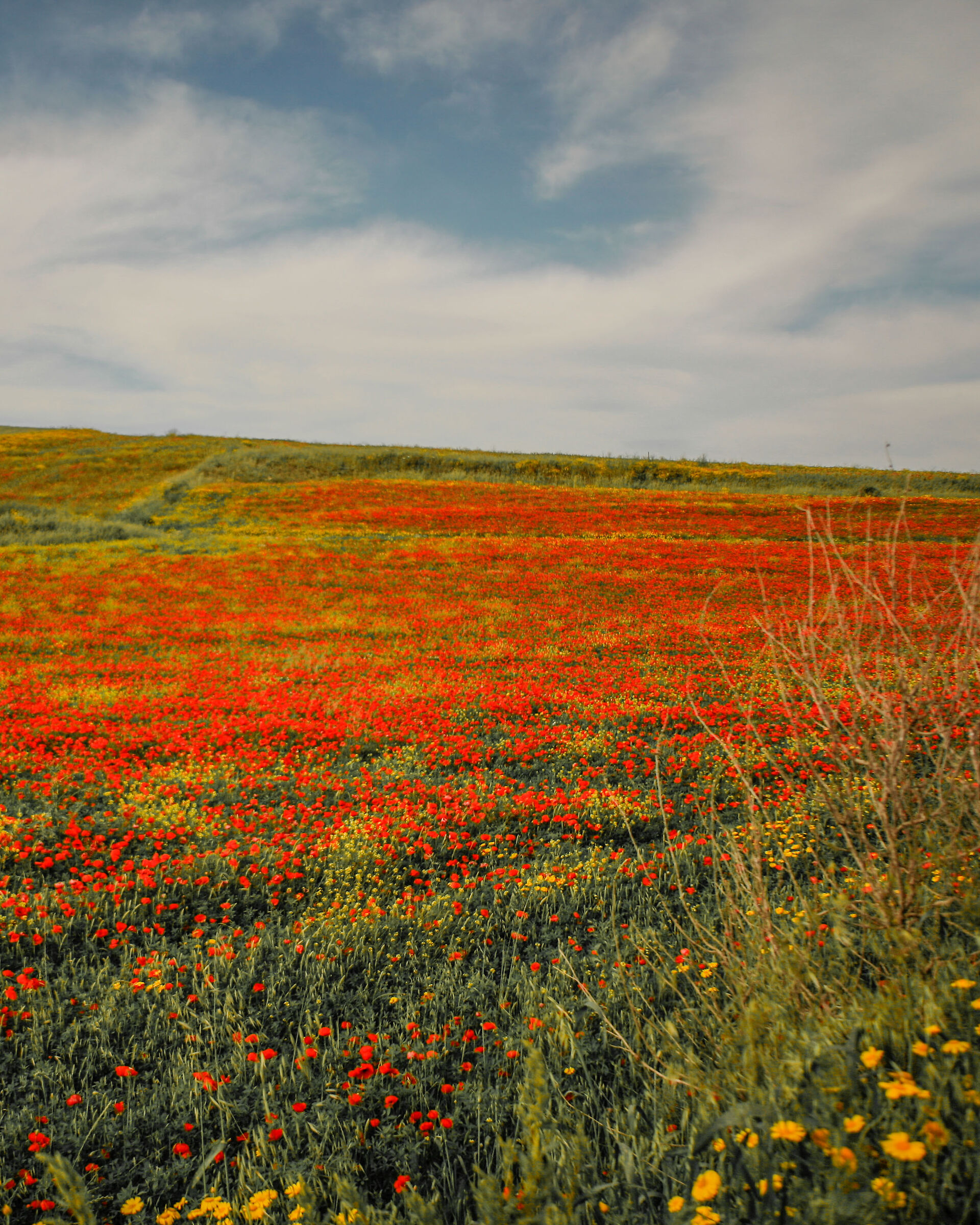 Guasila poppies