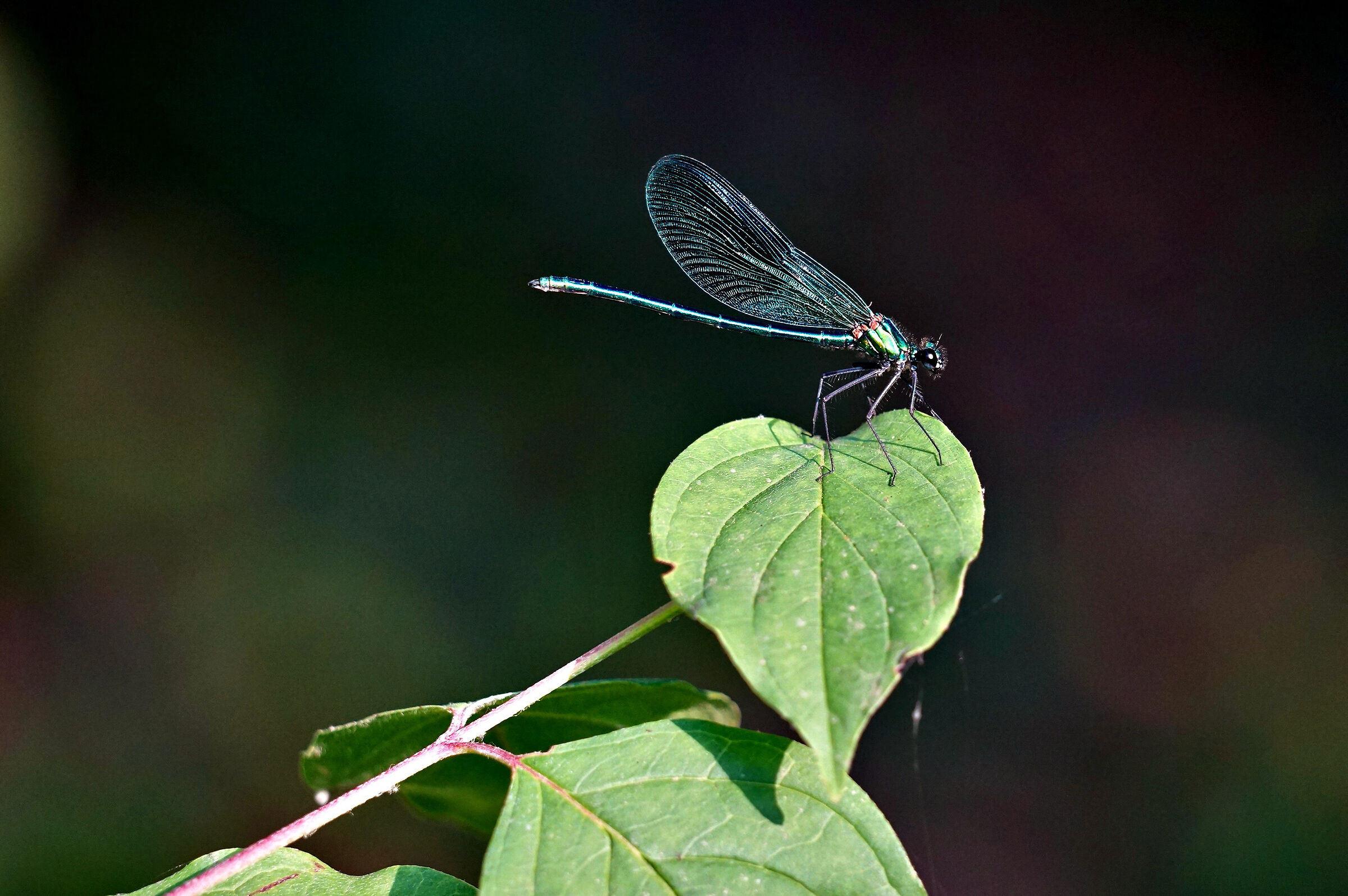 Lecceta regional nature reserve of Turin del Sangro