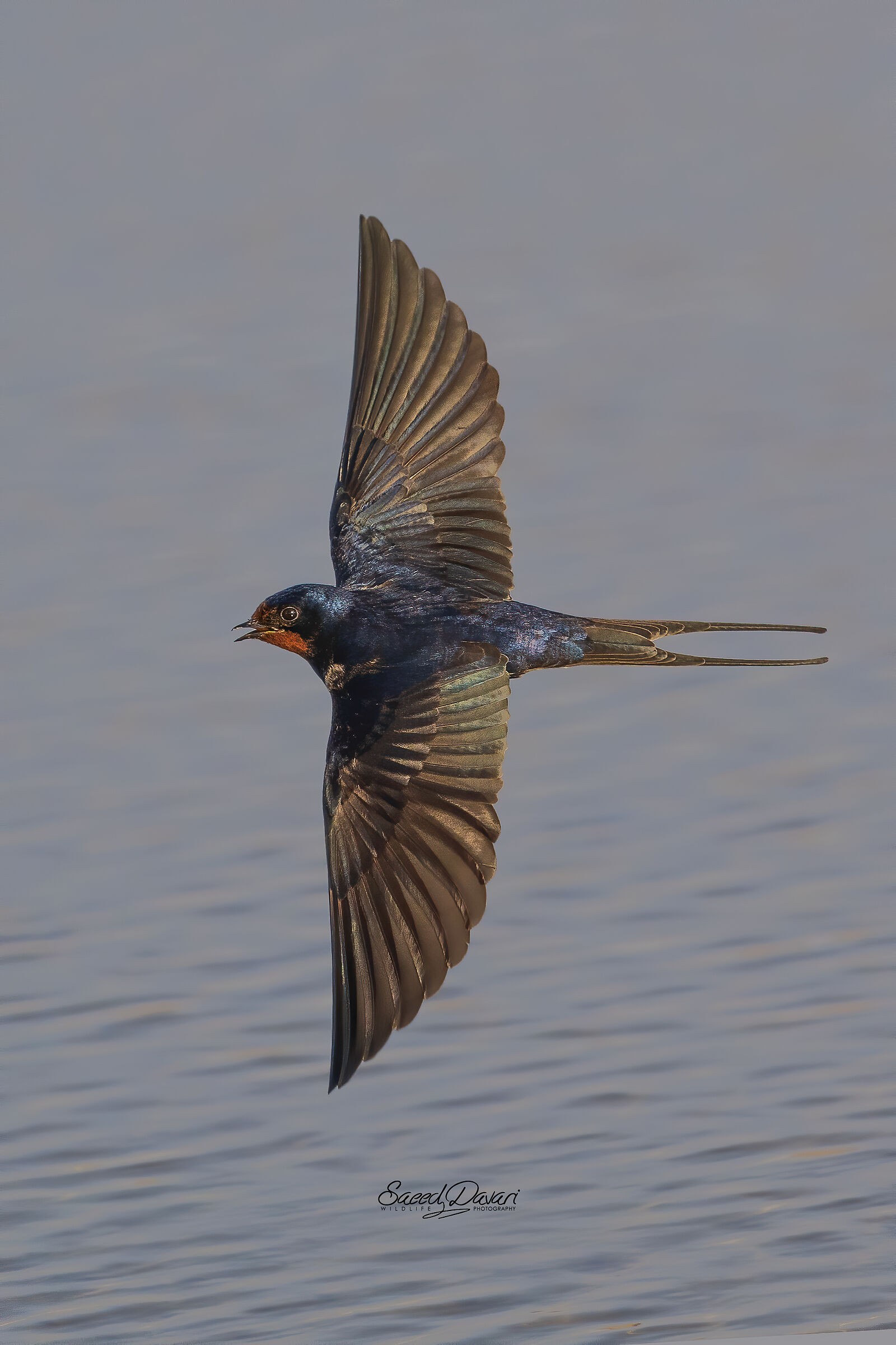 Sony a7iii, 200_600,, s1/4000, f6/3 ,iso 800, fl:600