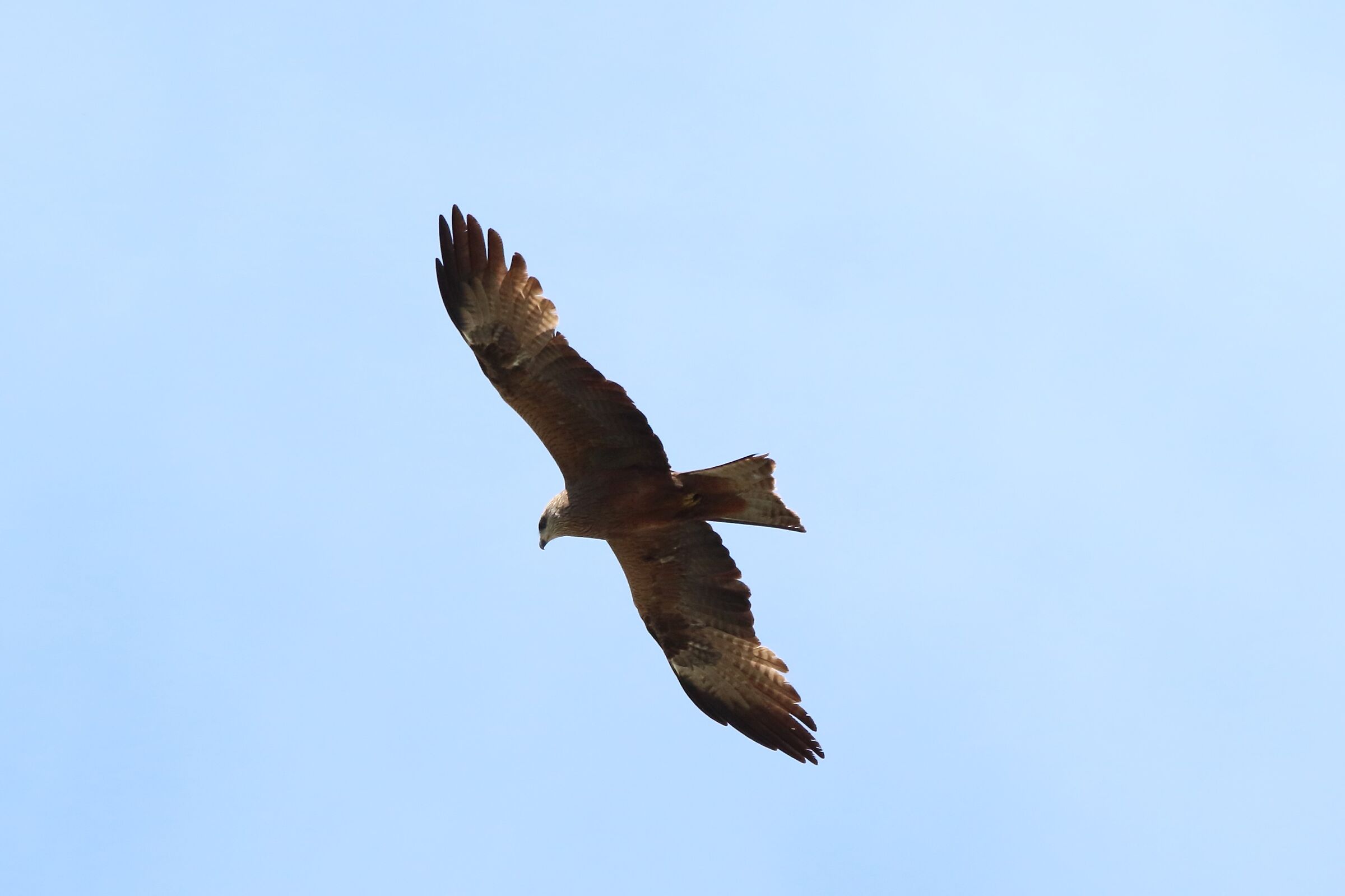 black kite