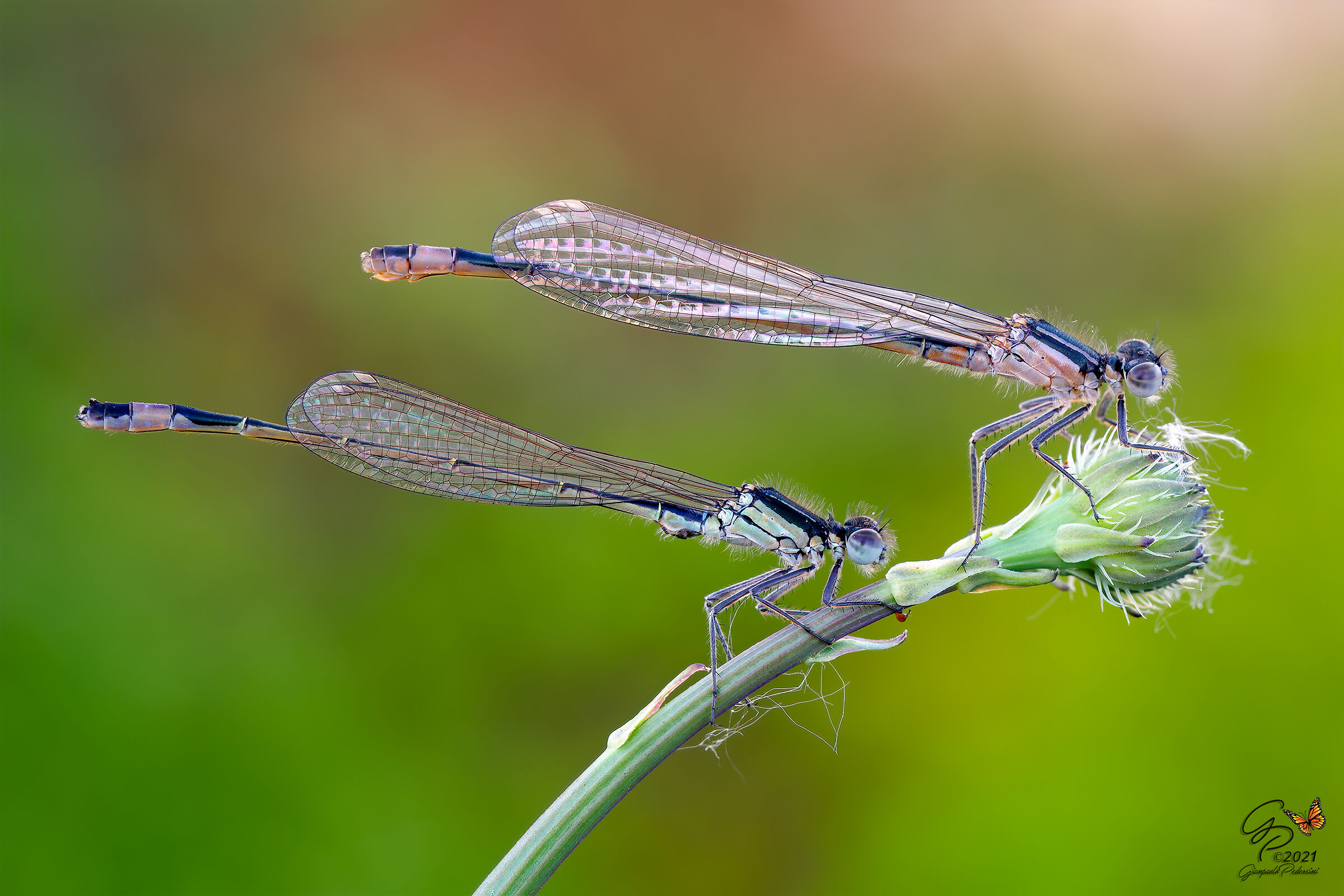 Come bandiere al vento