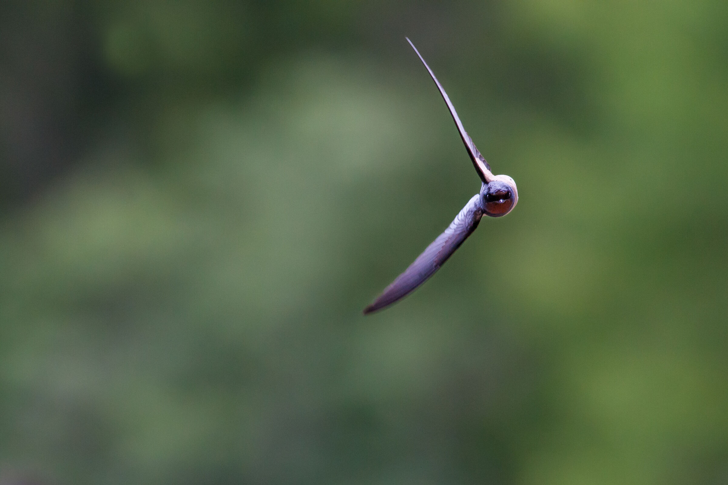 Swallow in turn