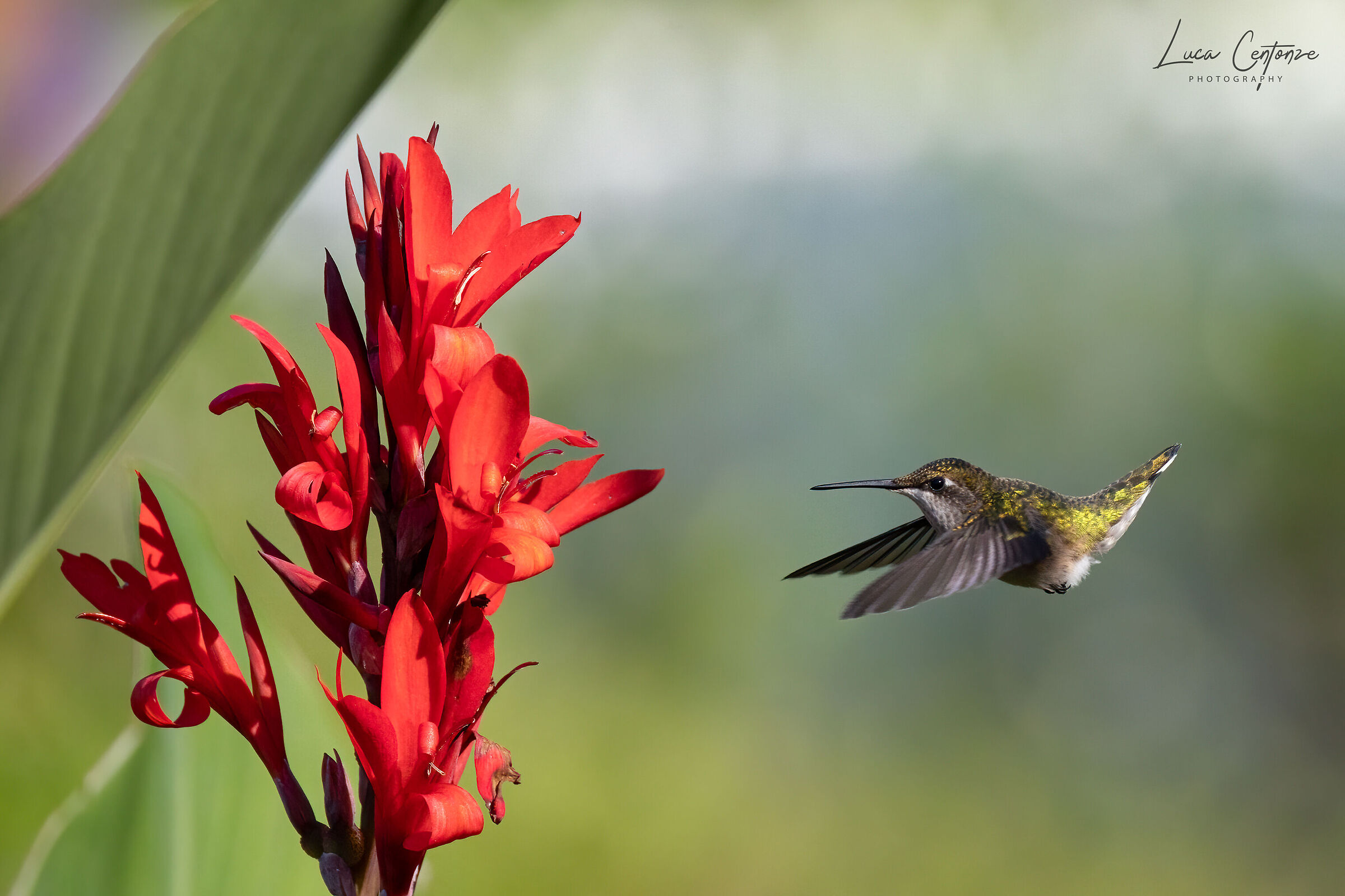 Ruby-throated Hummingbird (Archilo colubris)