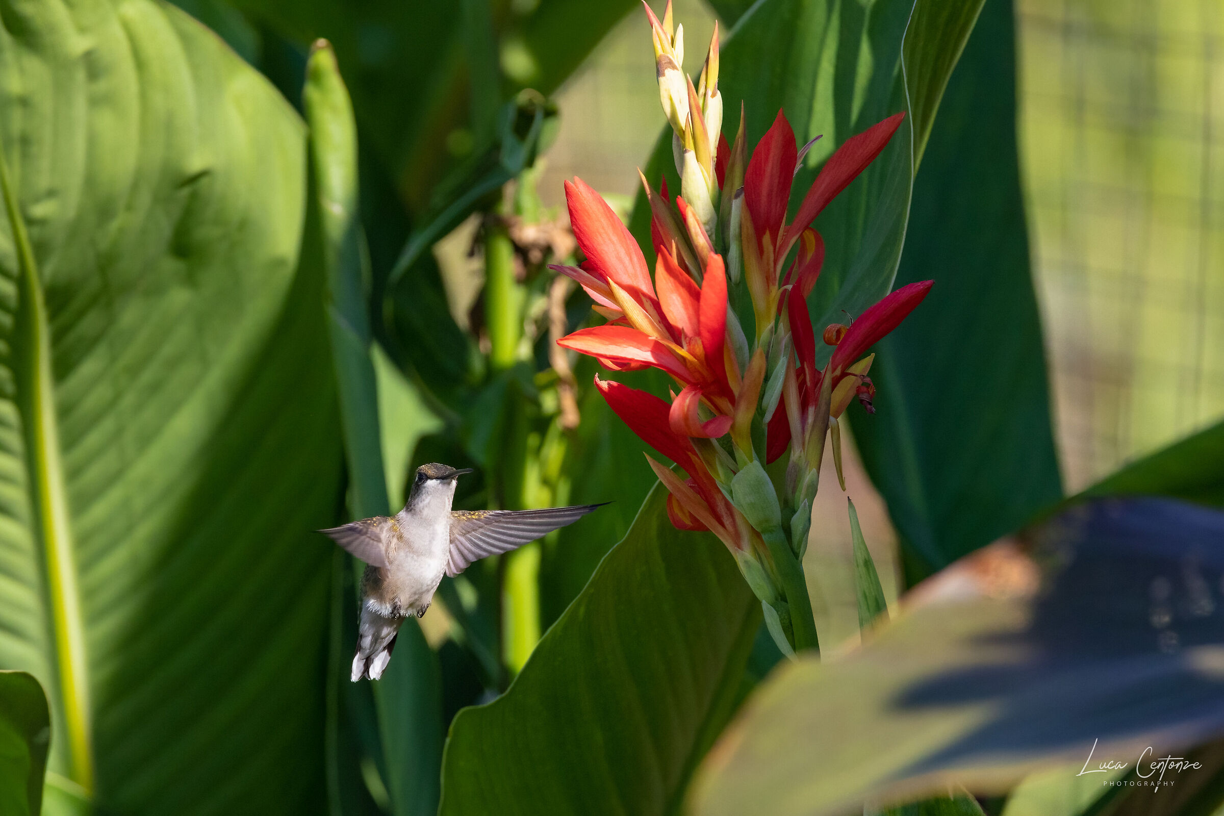 Ruby-throated Hummingbird (Archilo colubris)