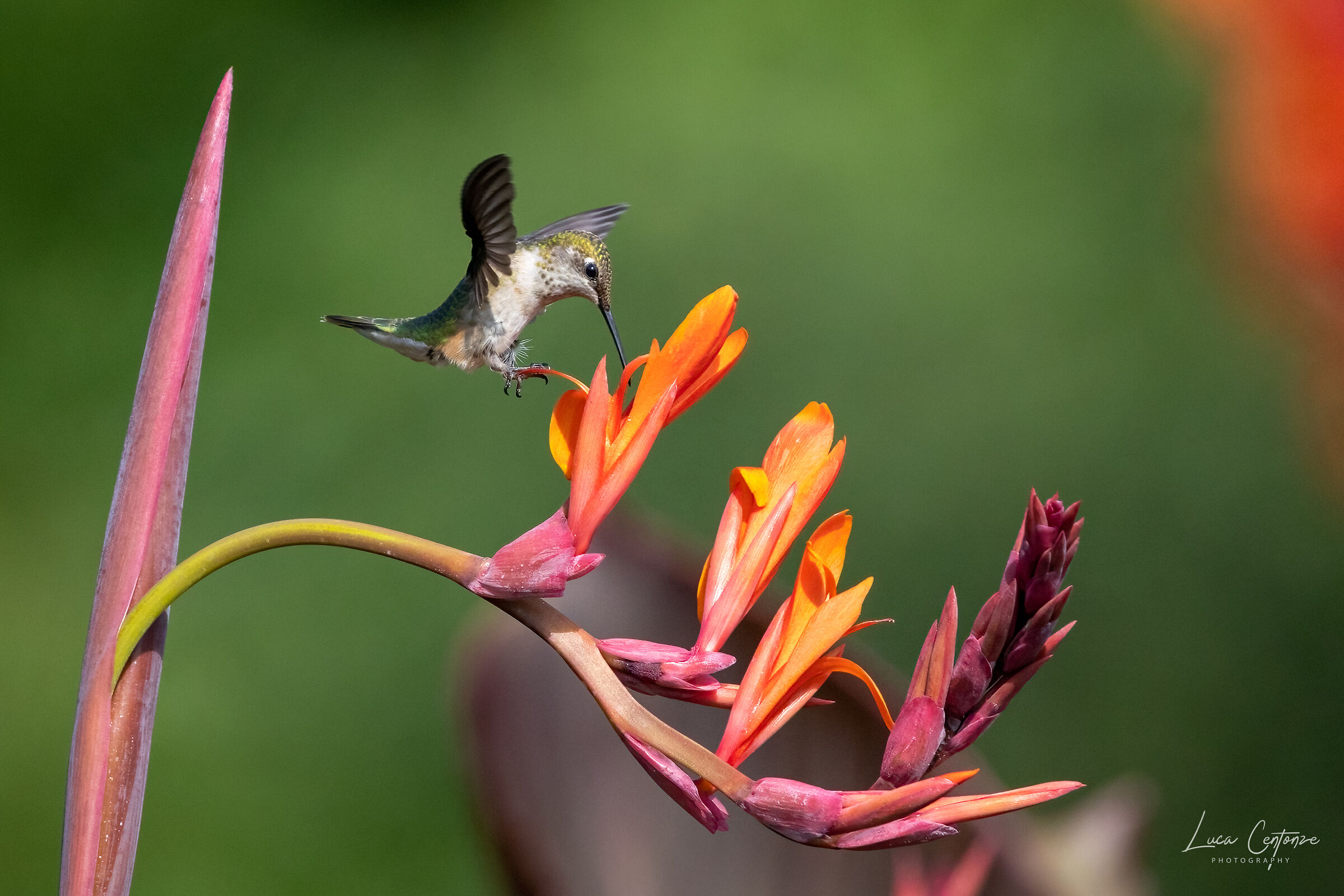 Ruby-throated Hummingbird (Archilo colubris)