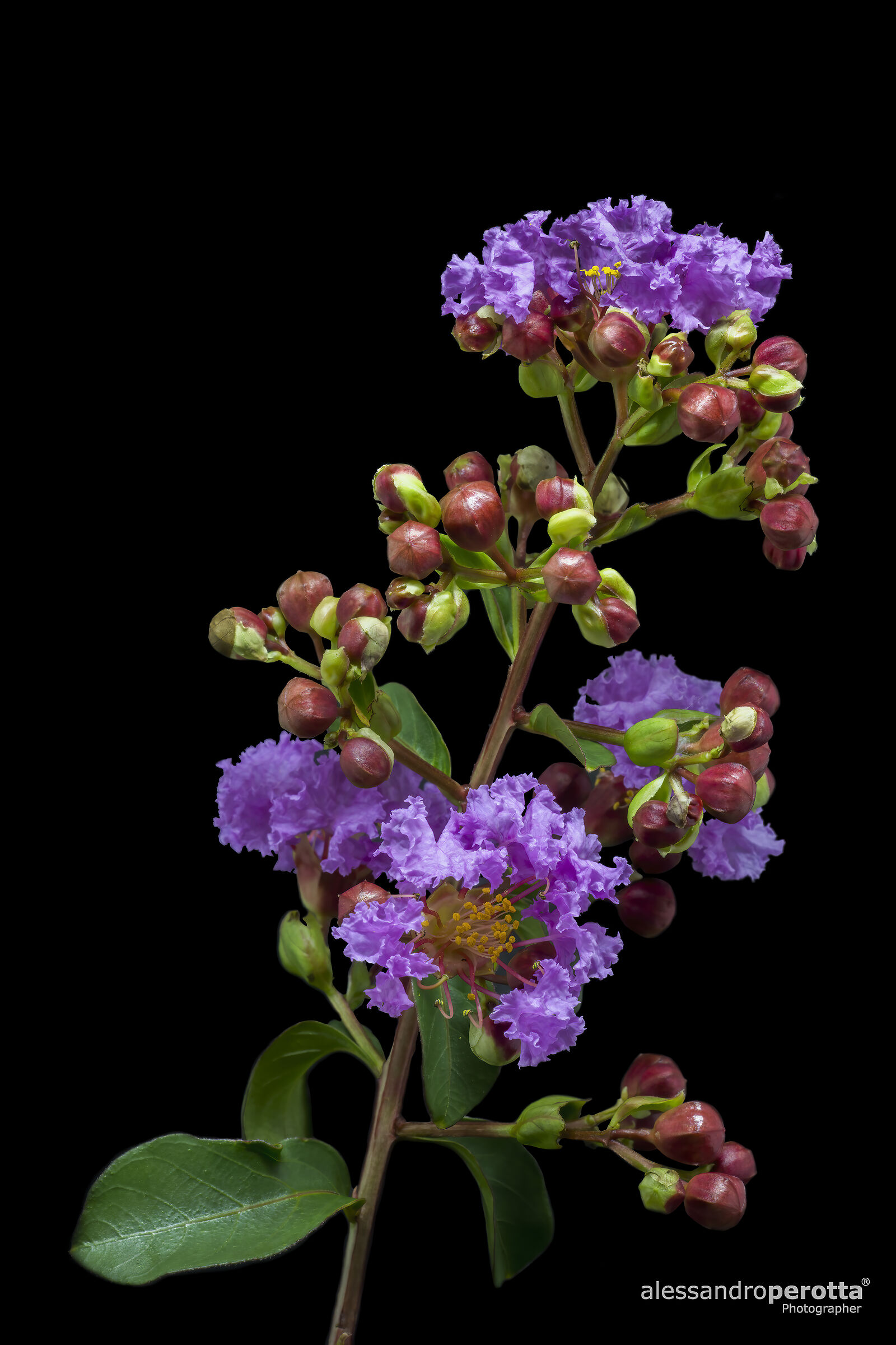 Lagerstroemia indica