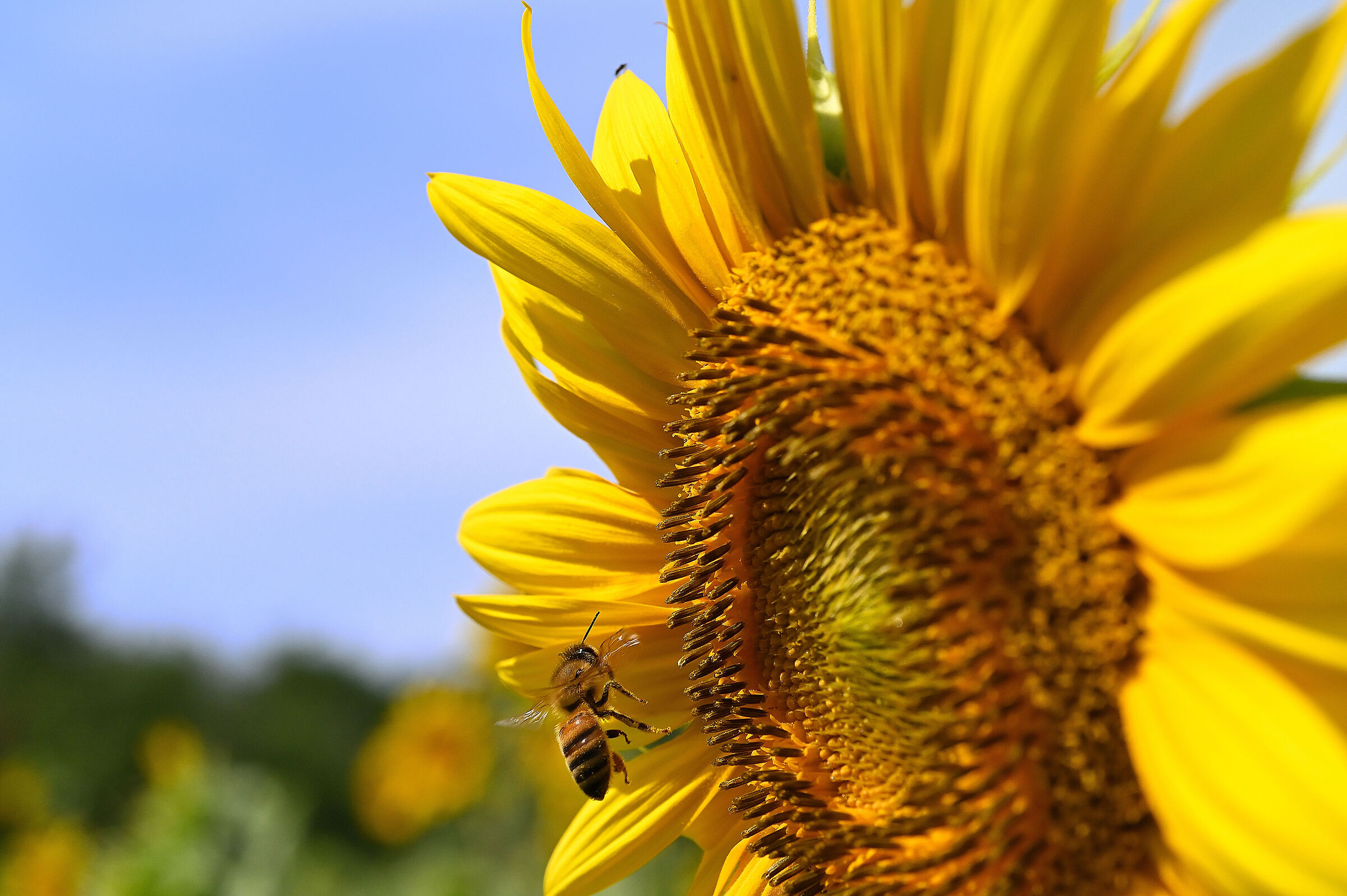 Bee and sunflower