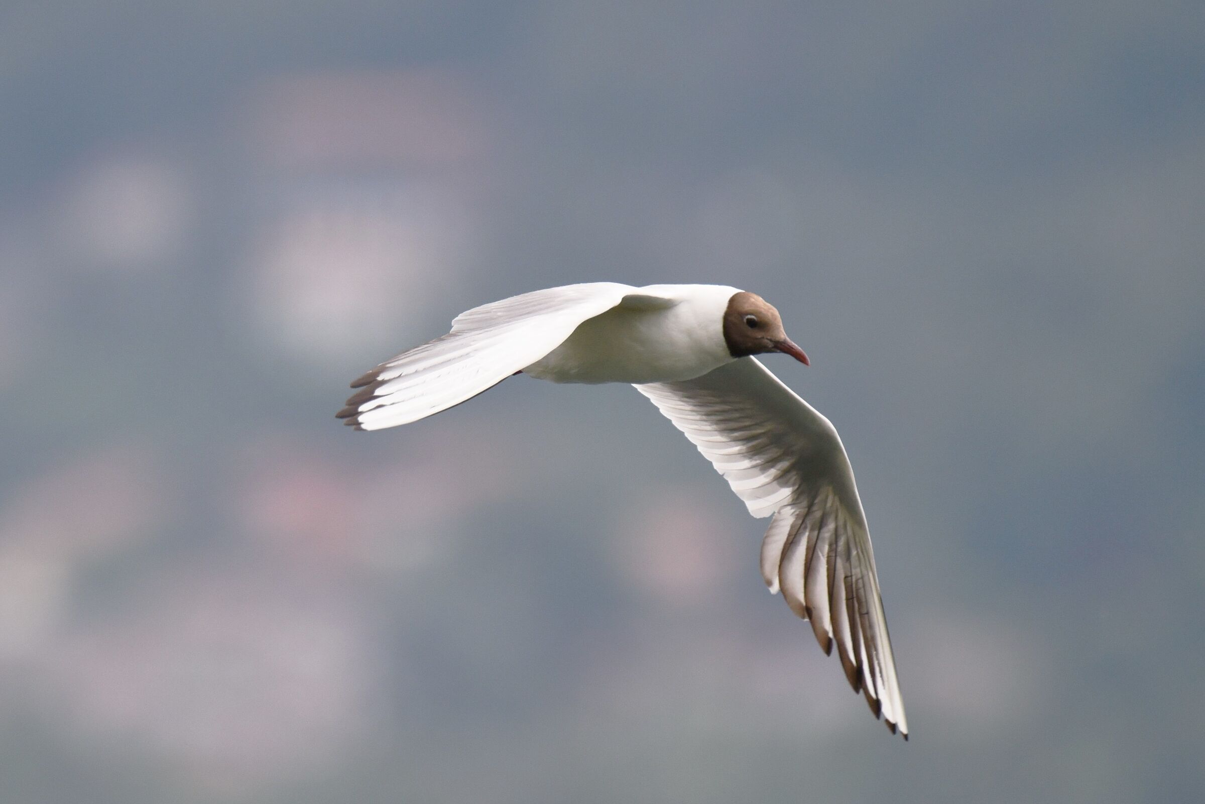 Chroicocephalus ridibundus