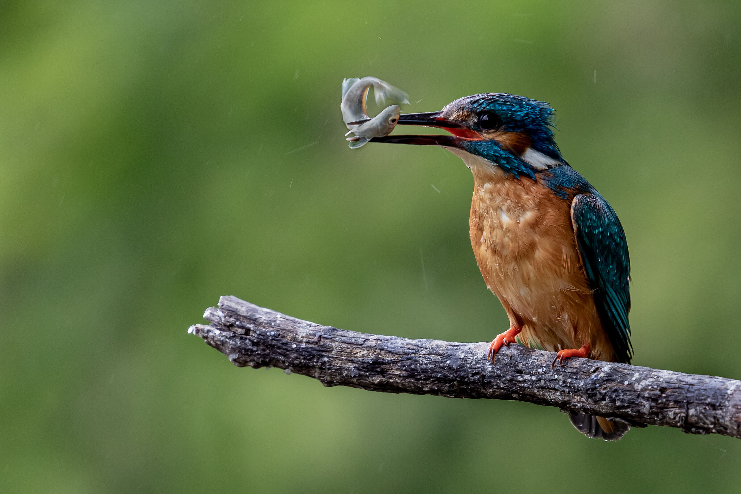 Lo spuntino del Re - The King's snack