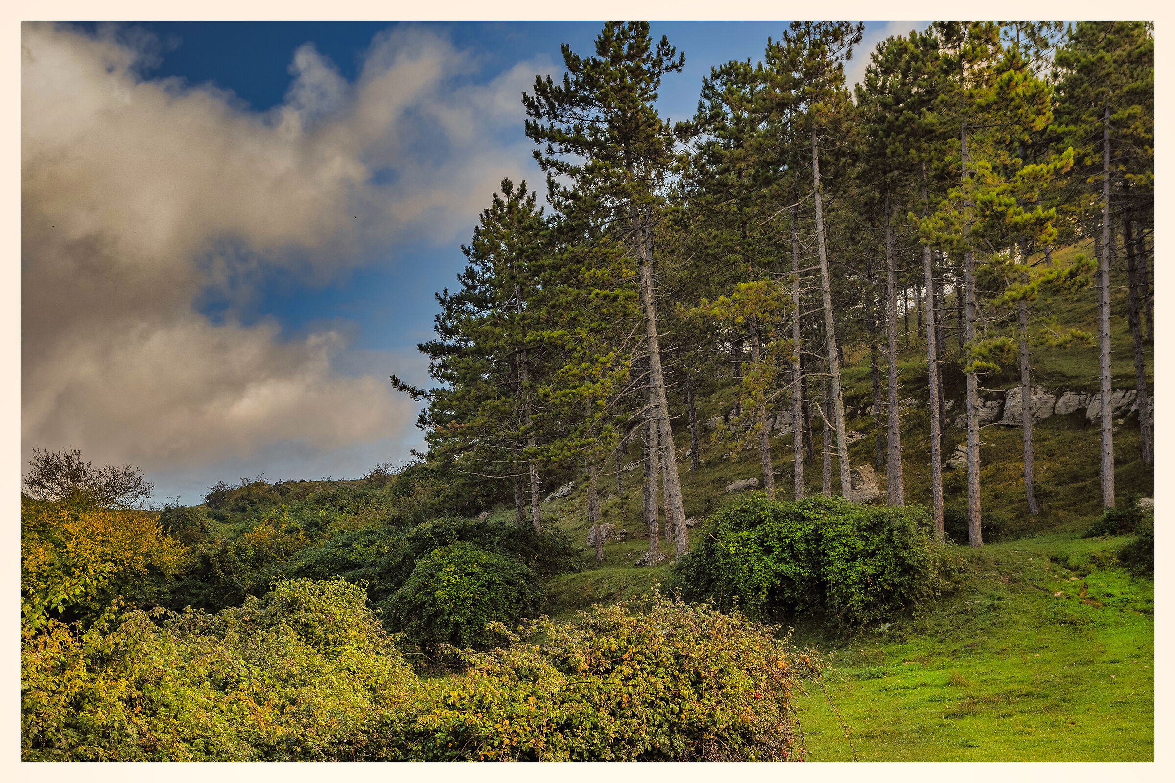 C'era una volta un bosco di pini