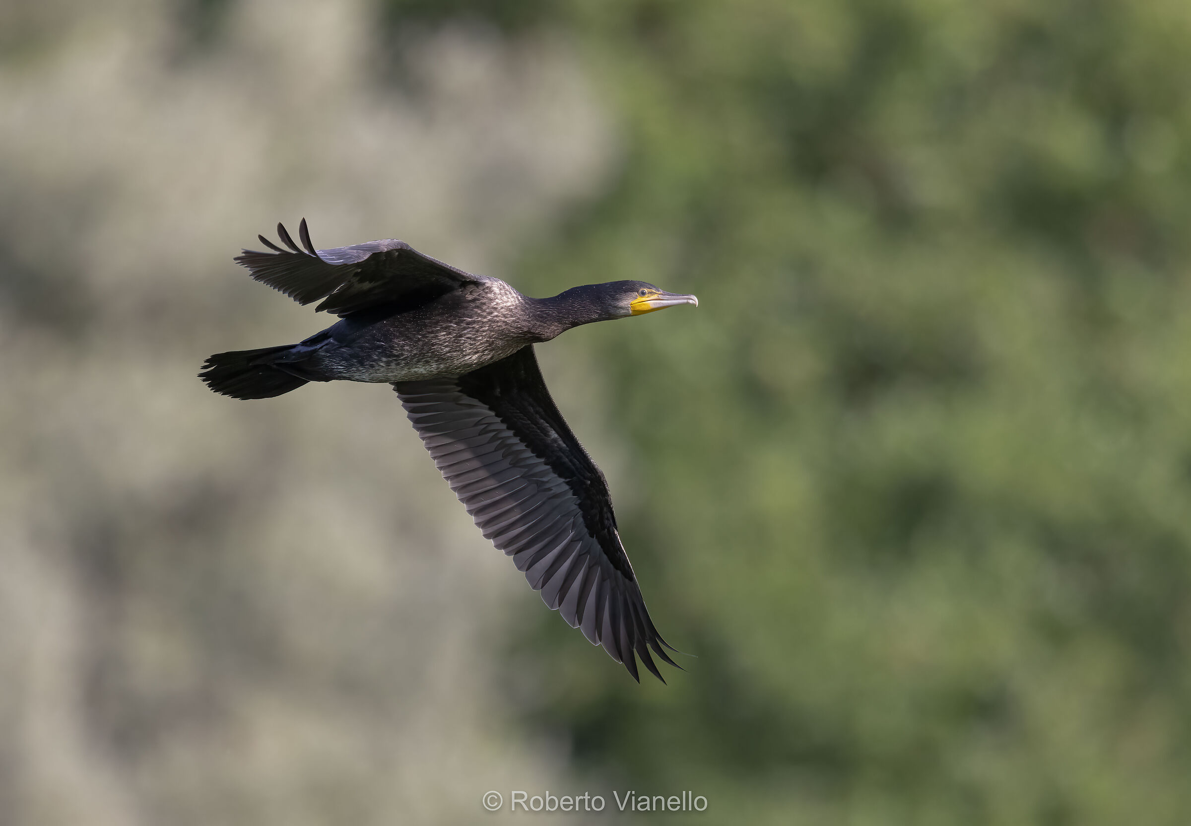 Cormorano (Phalacrocorax carbo)
