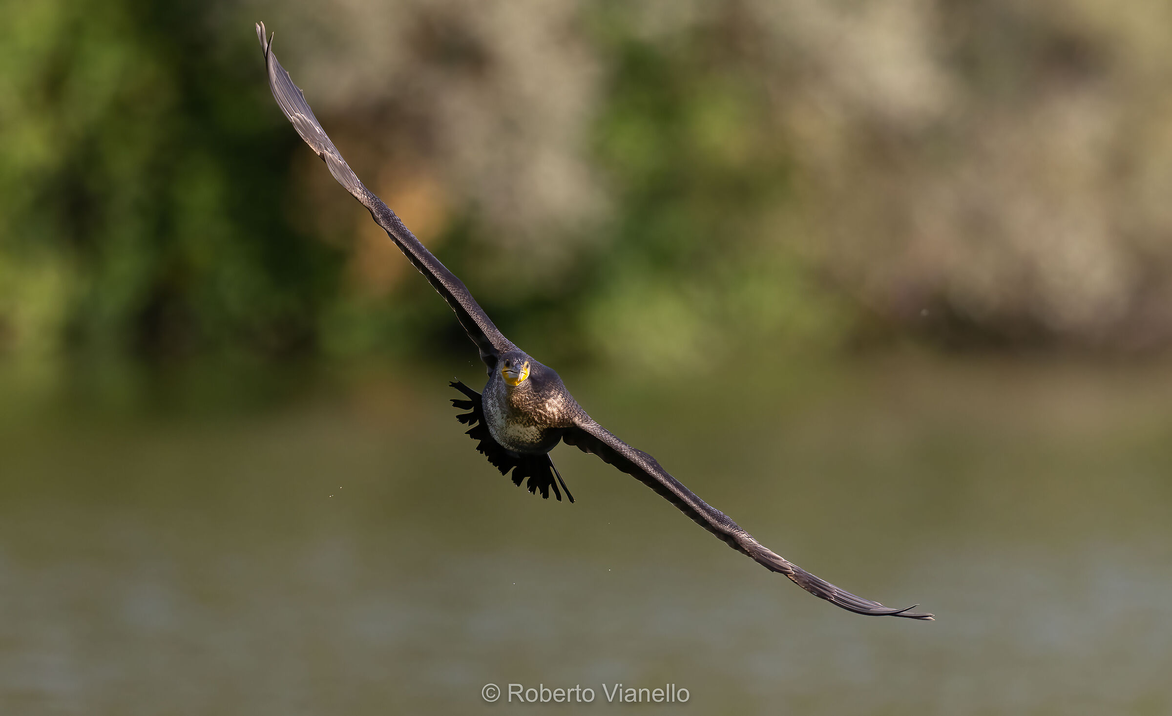 Cormorano (Phalacrocorax carbo)