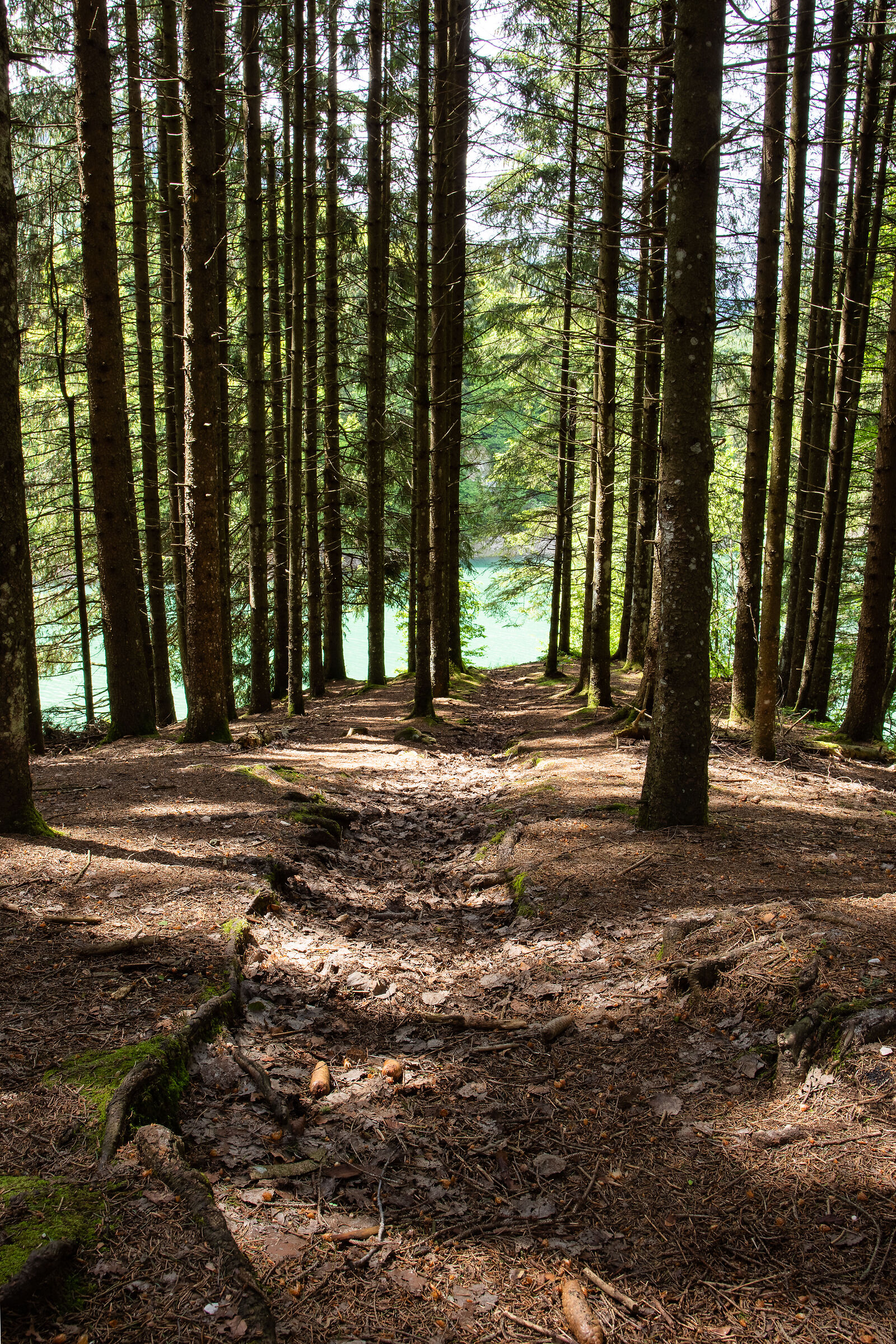 Sottobosco Lago di Pra da Stua