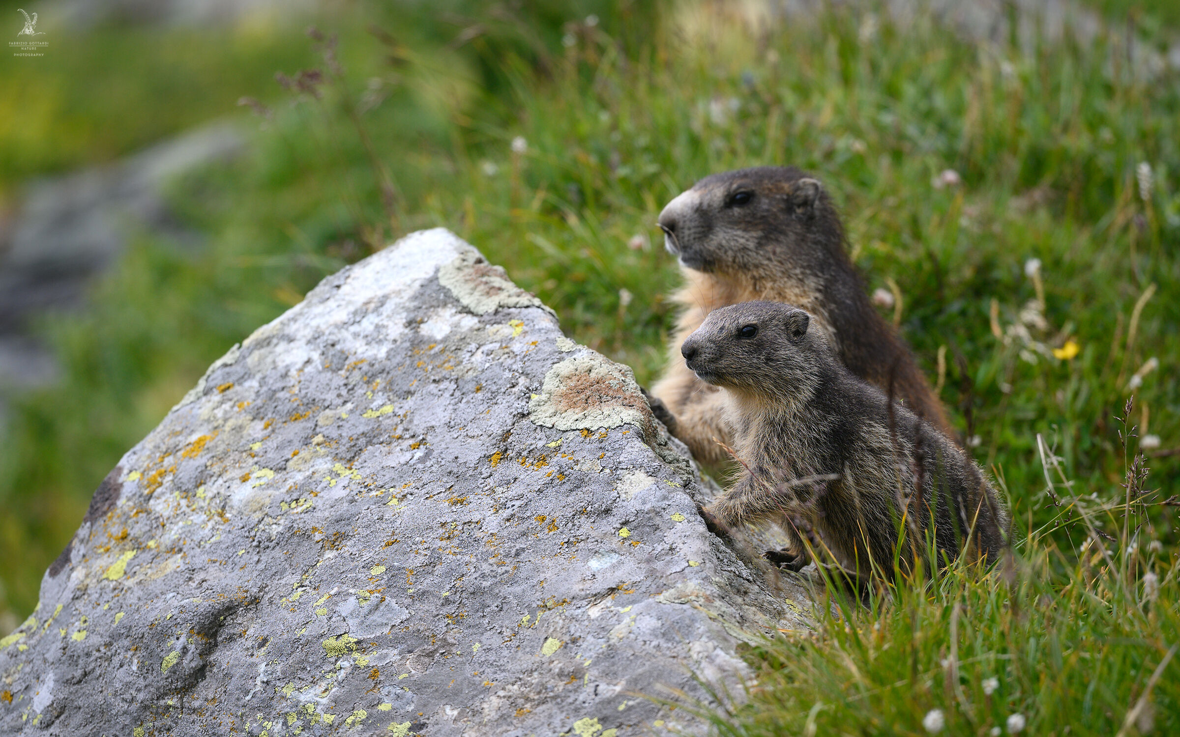 Marmots