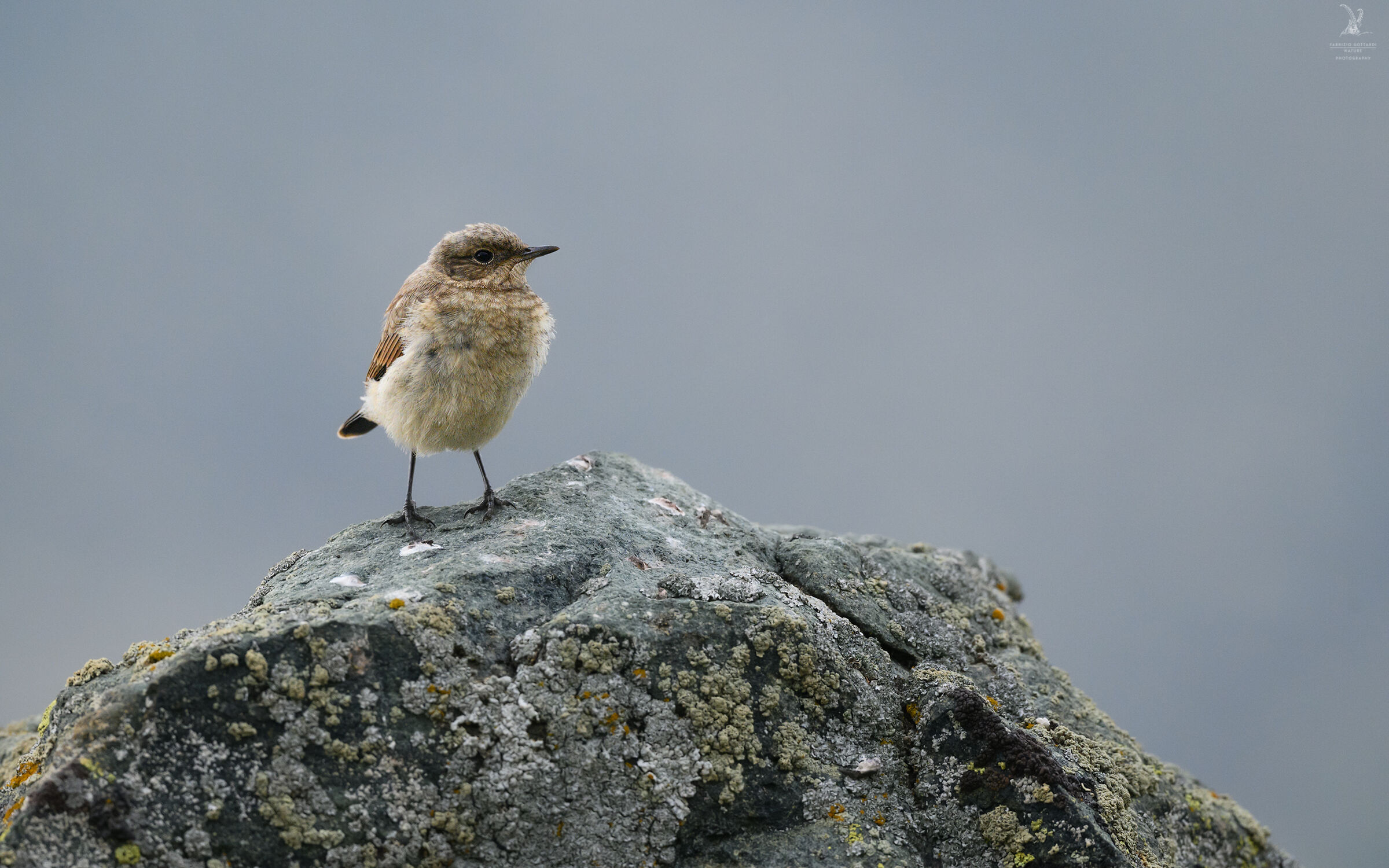 Young Redstart