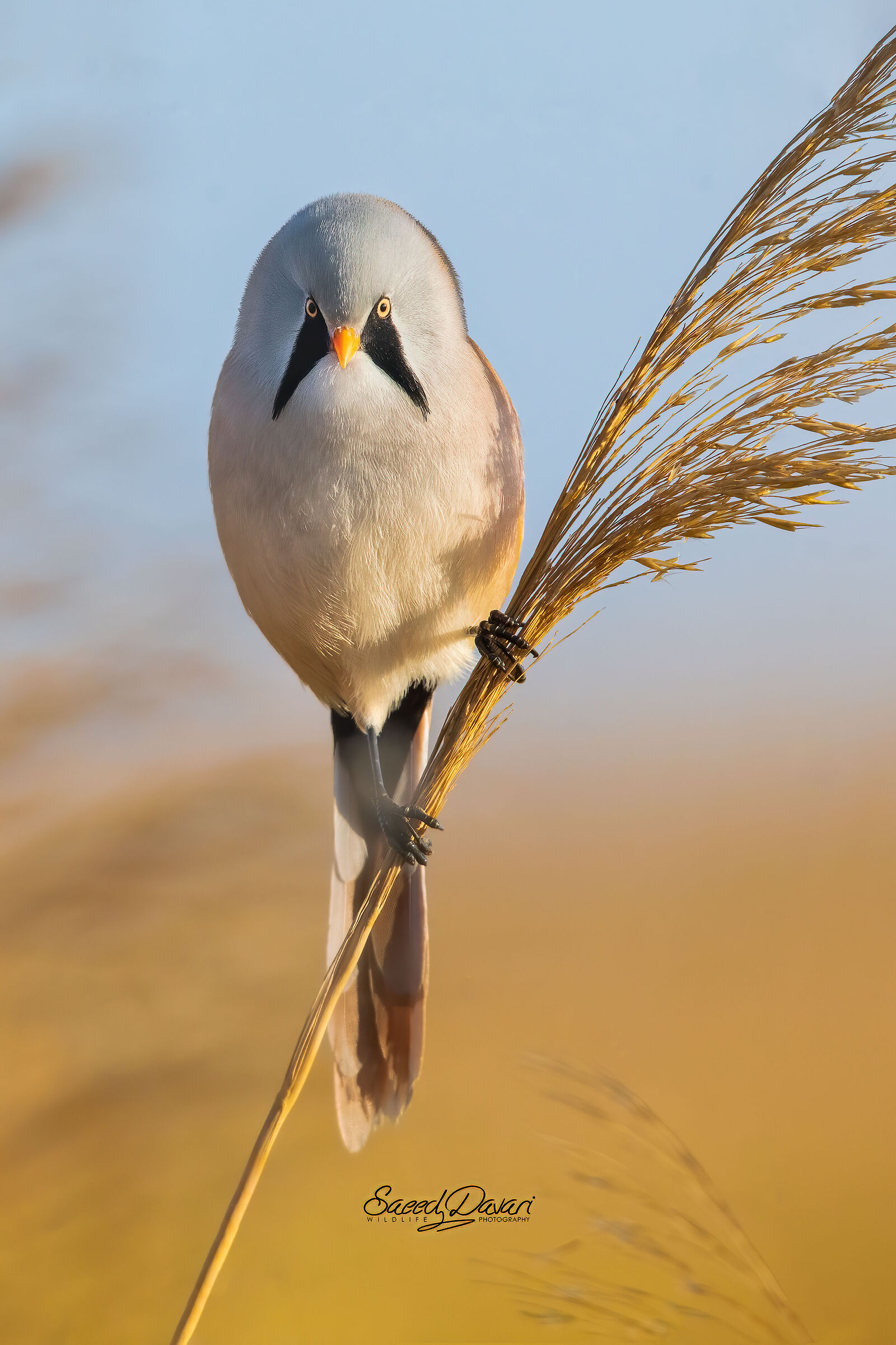 Nikon d500 &SIGMA150_600S,1/1250,iso:1000,f:8