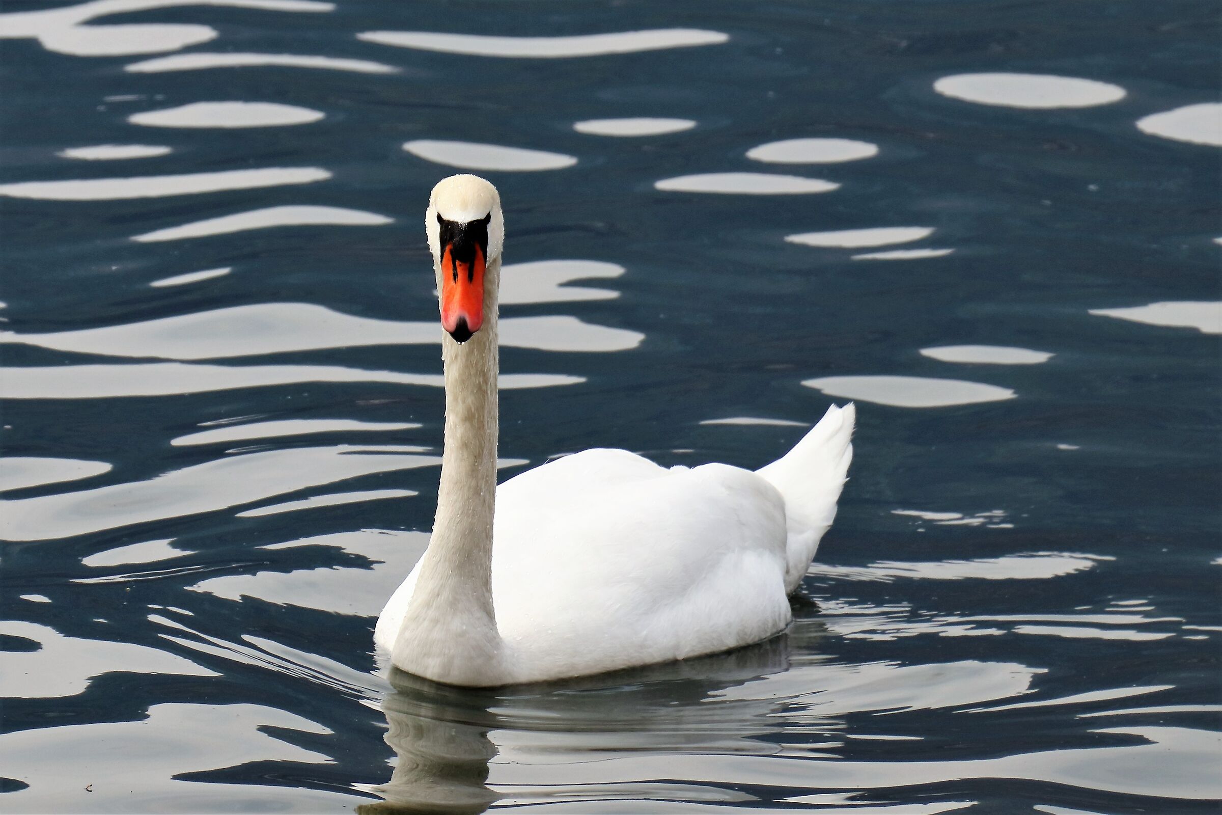 swan
