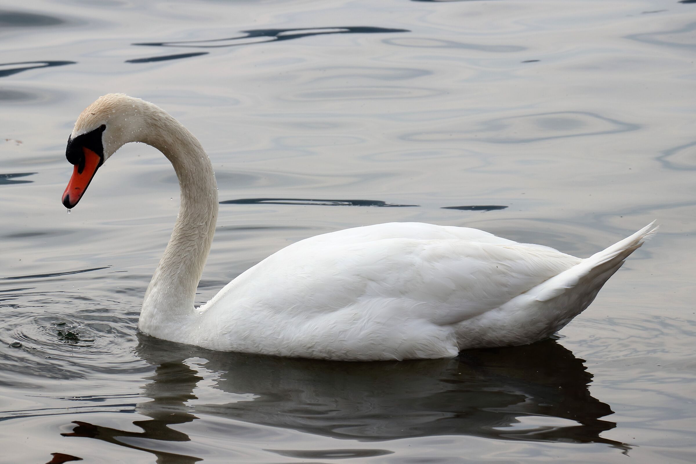 swan