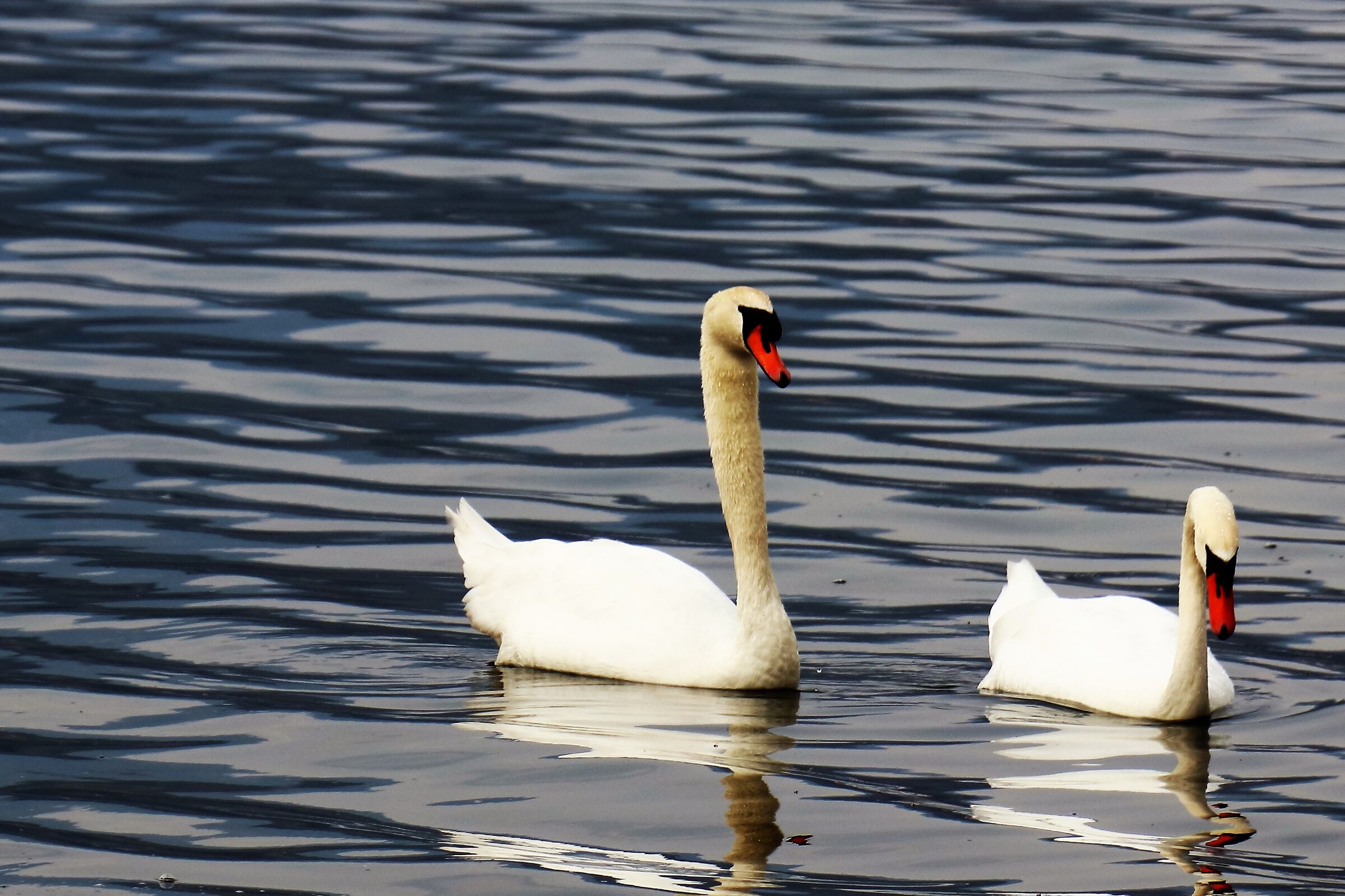 swans
