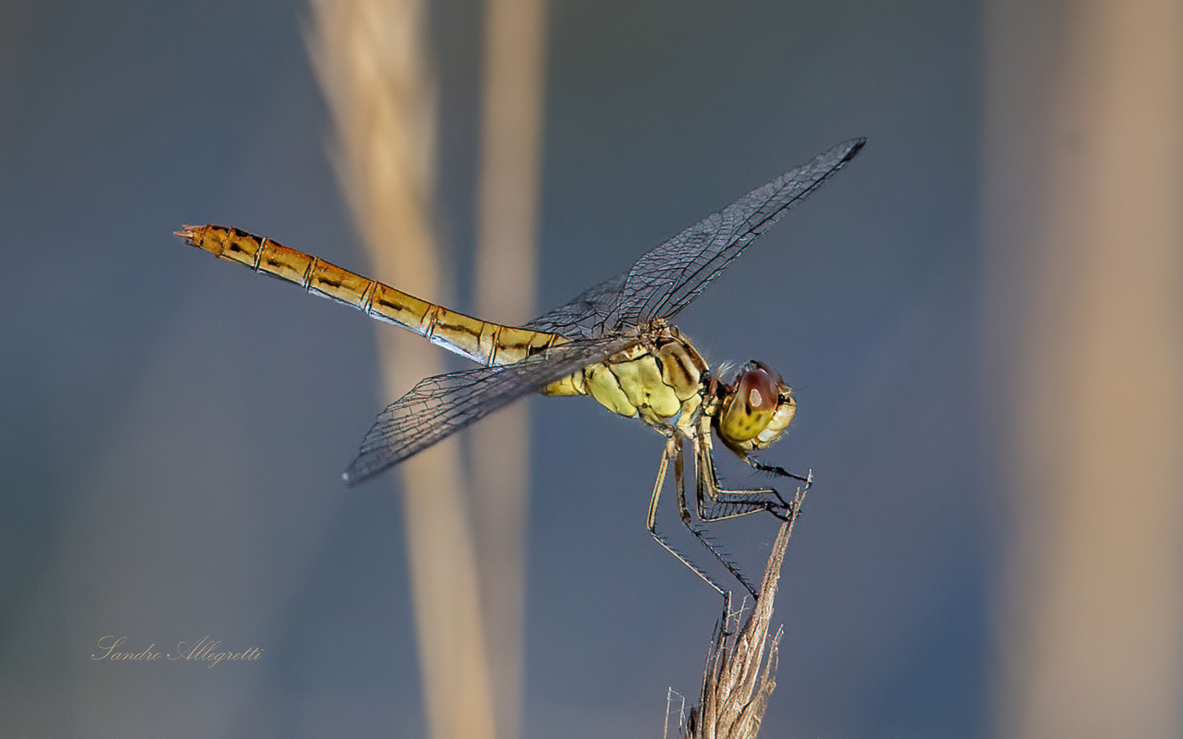 Southern Cardinal (libellulidae)