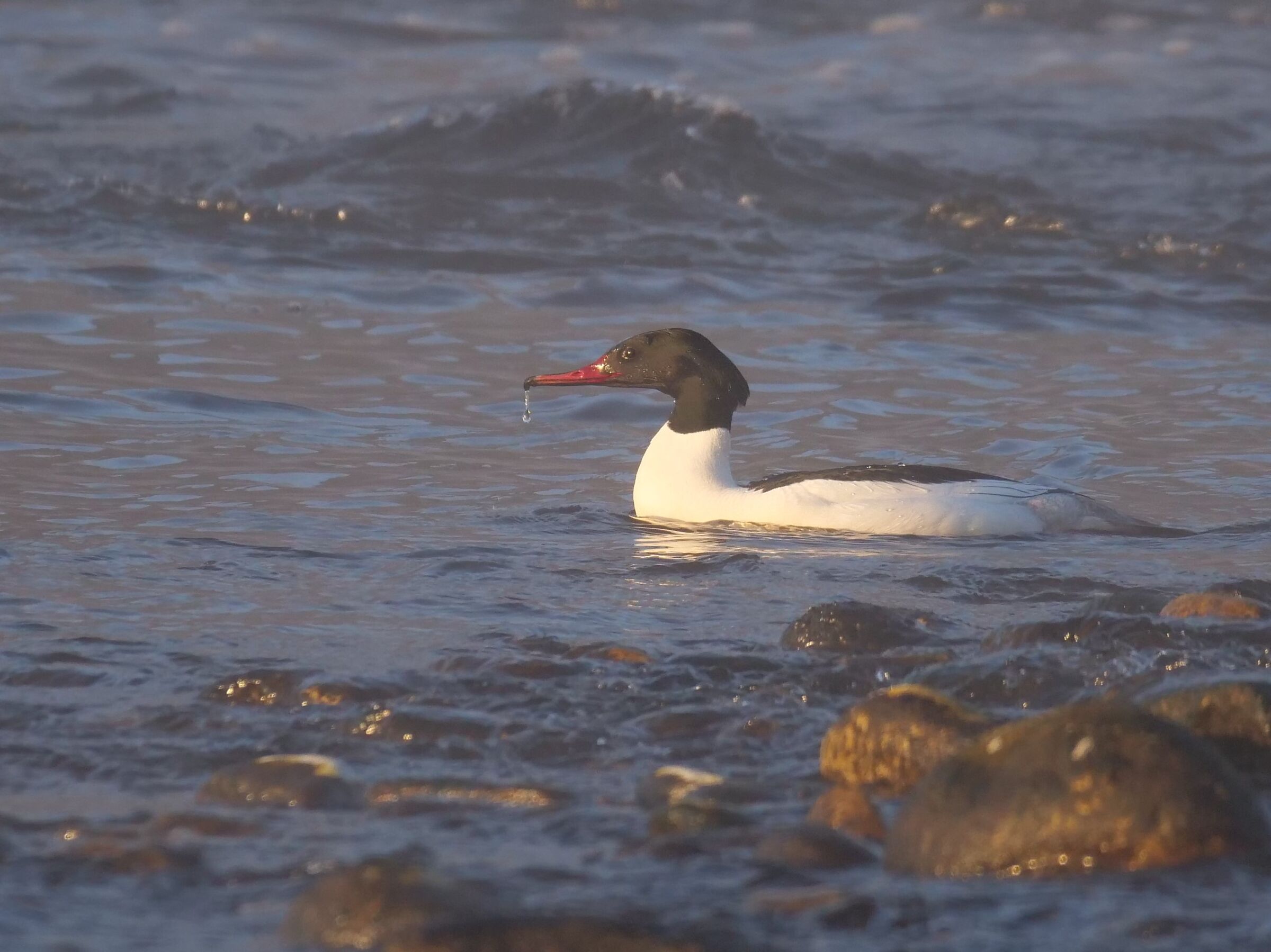 Smergo maggiore m. (Mergus merganser)
