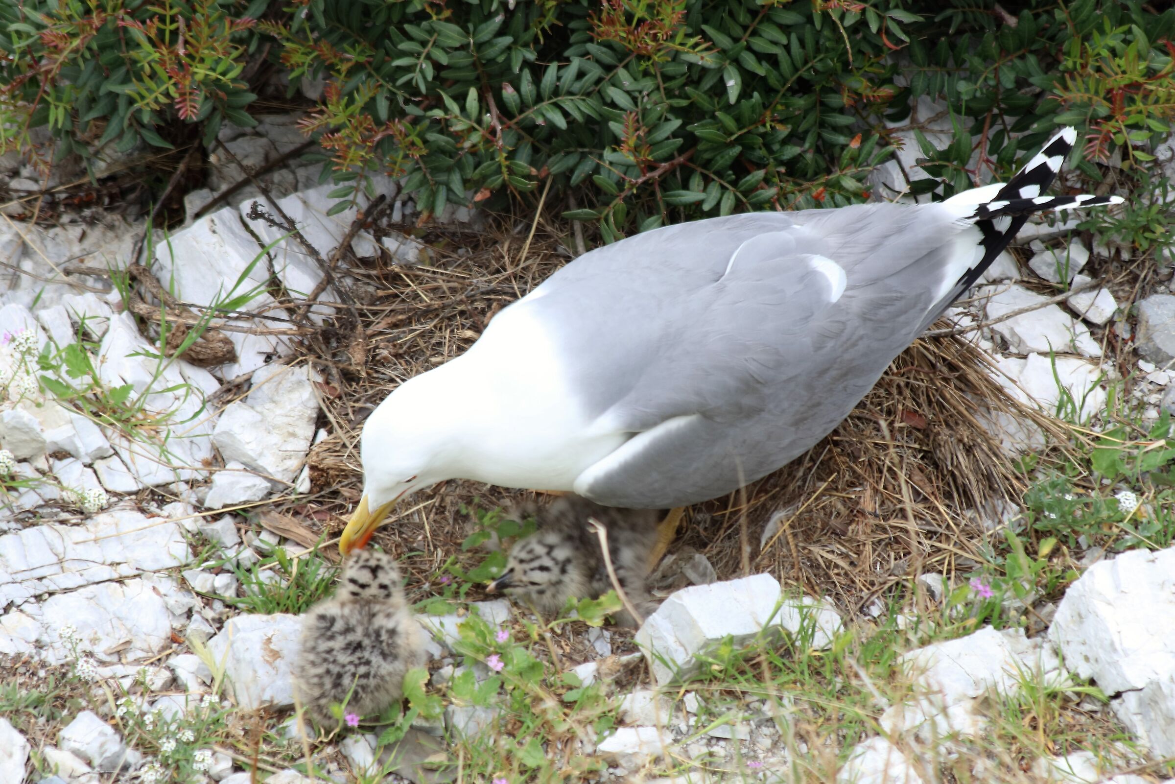 Seagull with offspring