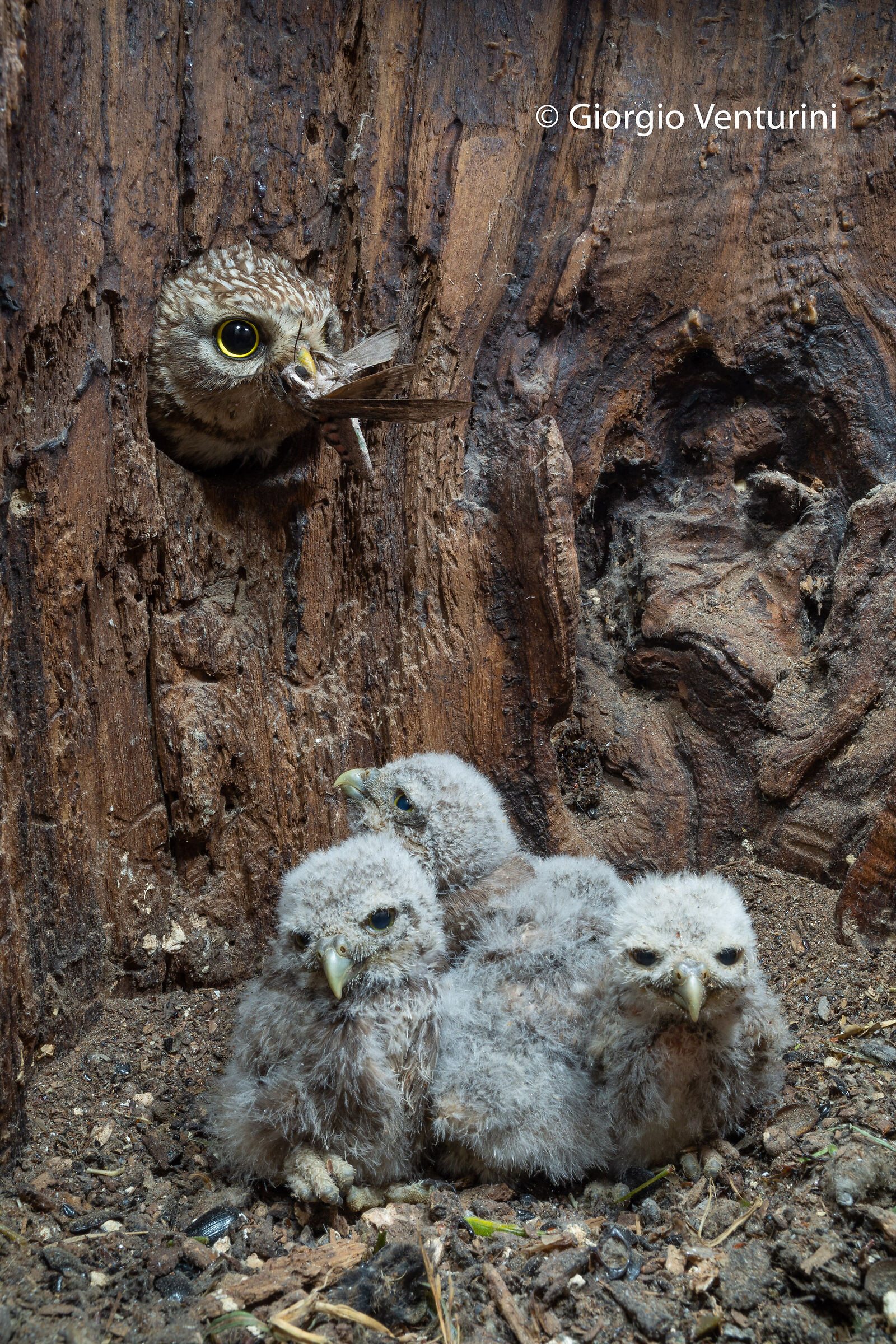 civetta con pulli