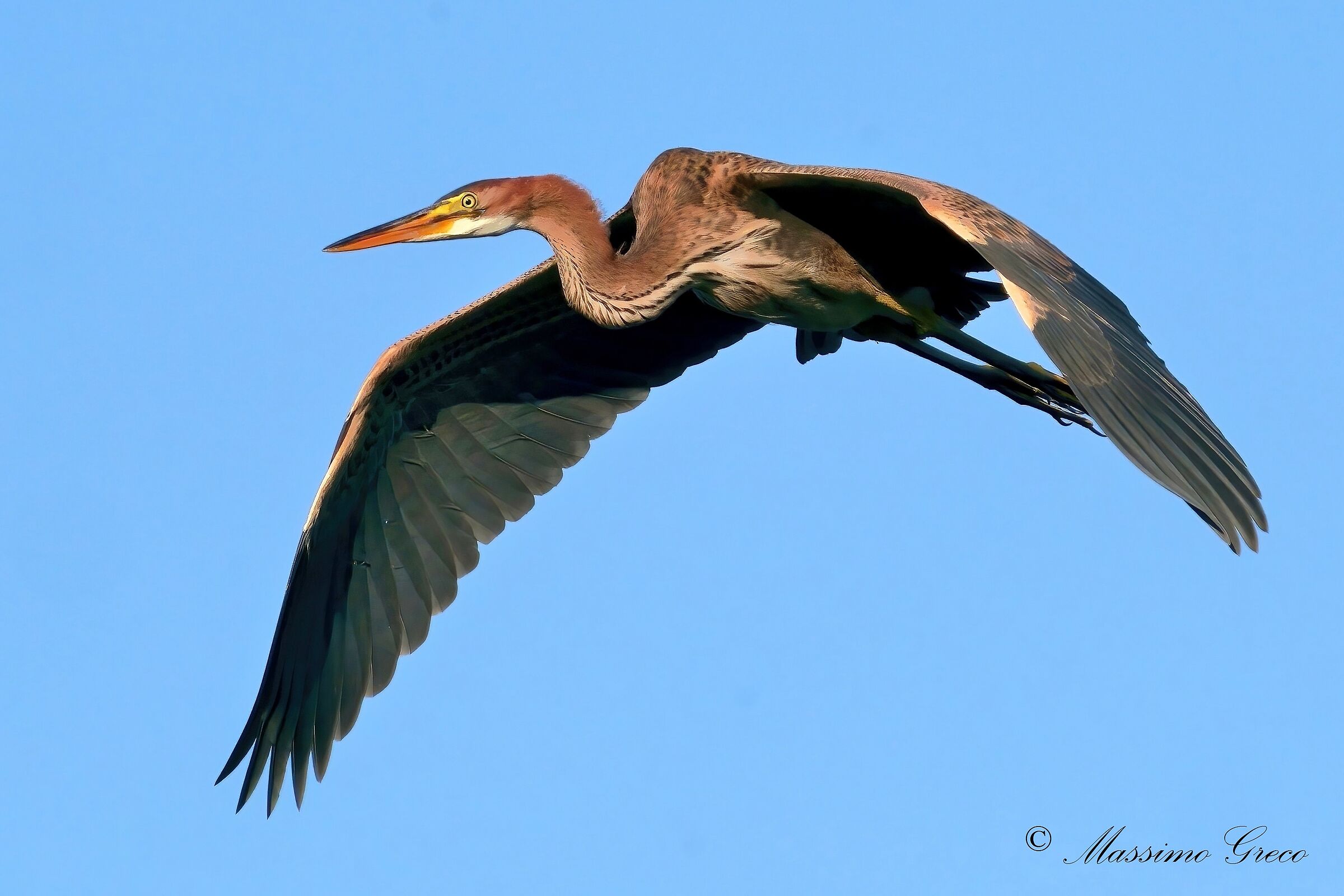 Airone rosso (Ardea purpurea)